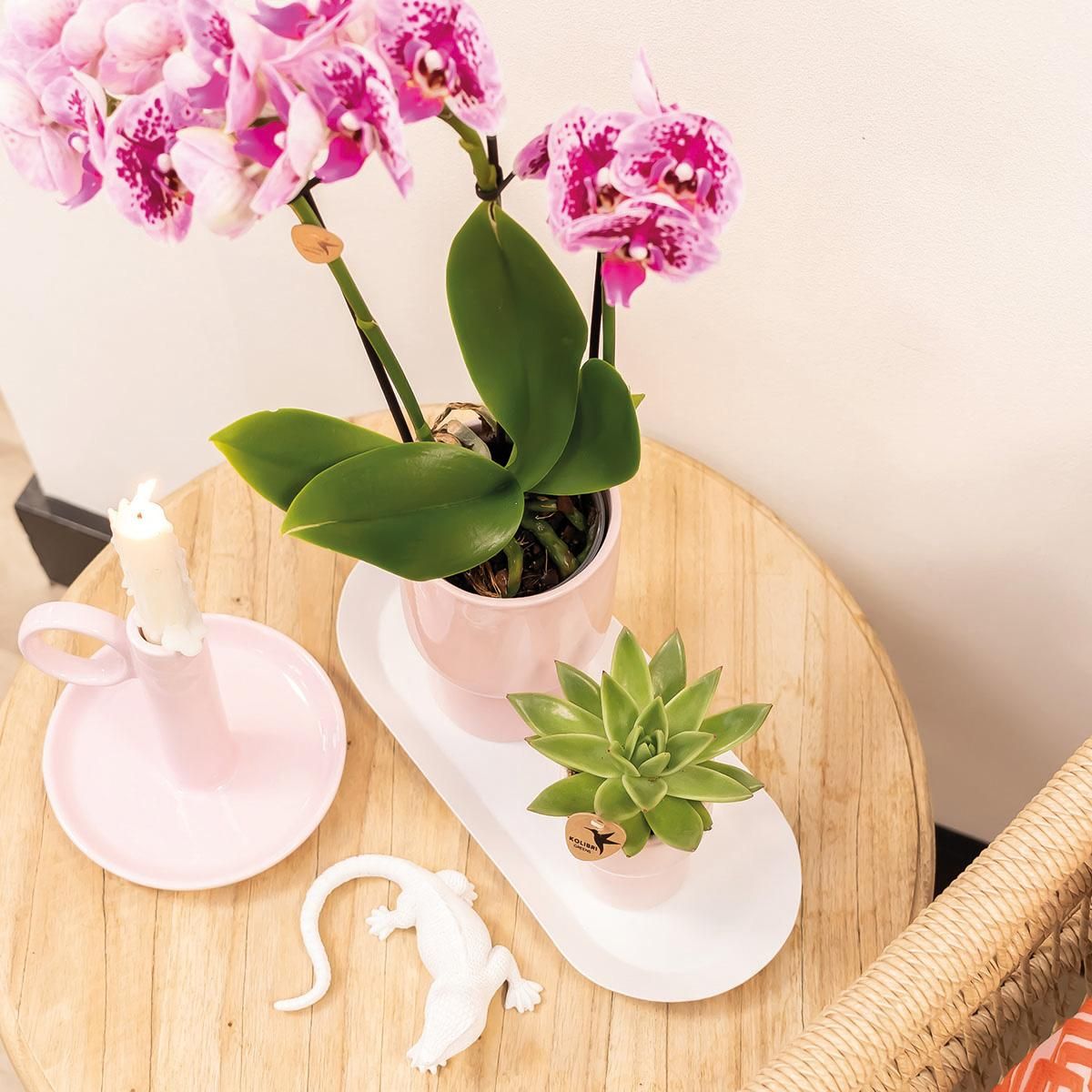 Phalaenopsis Orchidee in kräftigen Rosatönen