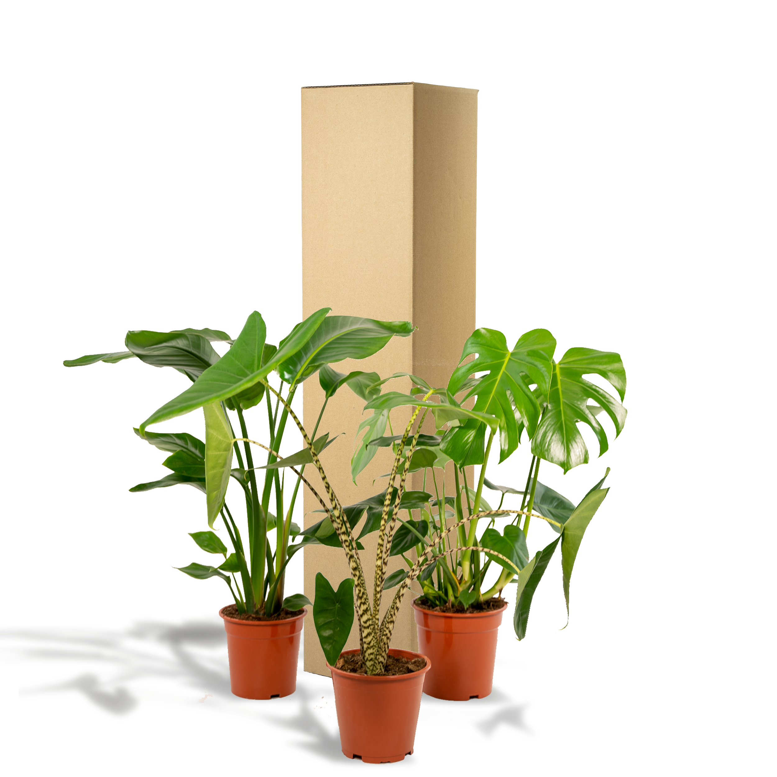 Monstera Deliciosa Pflanzenmix für tropisches Wohnambiente