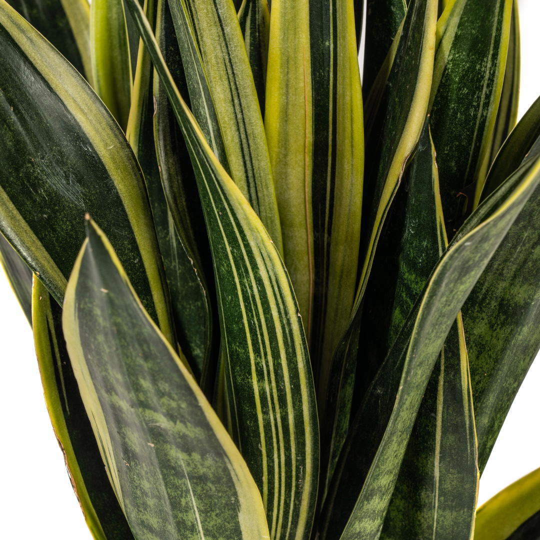 Sansevieria Trifasciata Canary – Schlangenpflanze – pflegeleicht