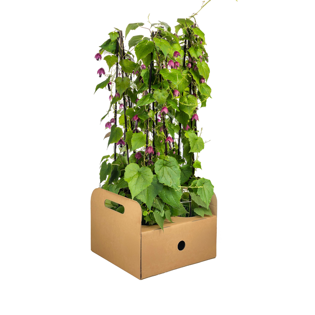 Rhodochiton atrosanguineum Purple Bells | 4er Set | Ø13cm Topf | Hängepflanze