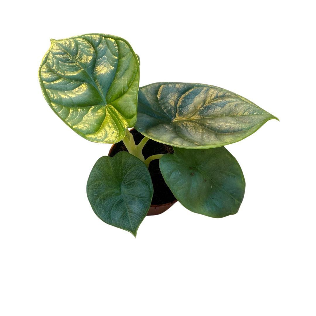 Alocasia Silver Dragon – Ø6cm – ↕10cm