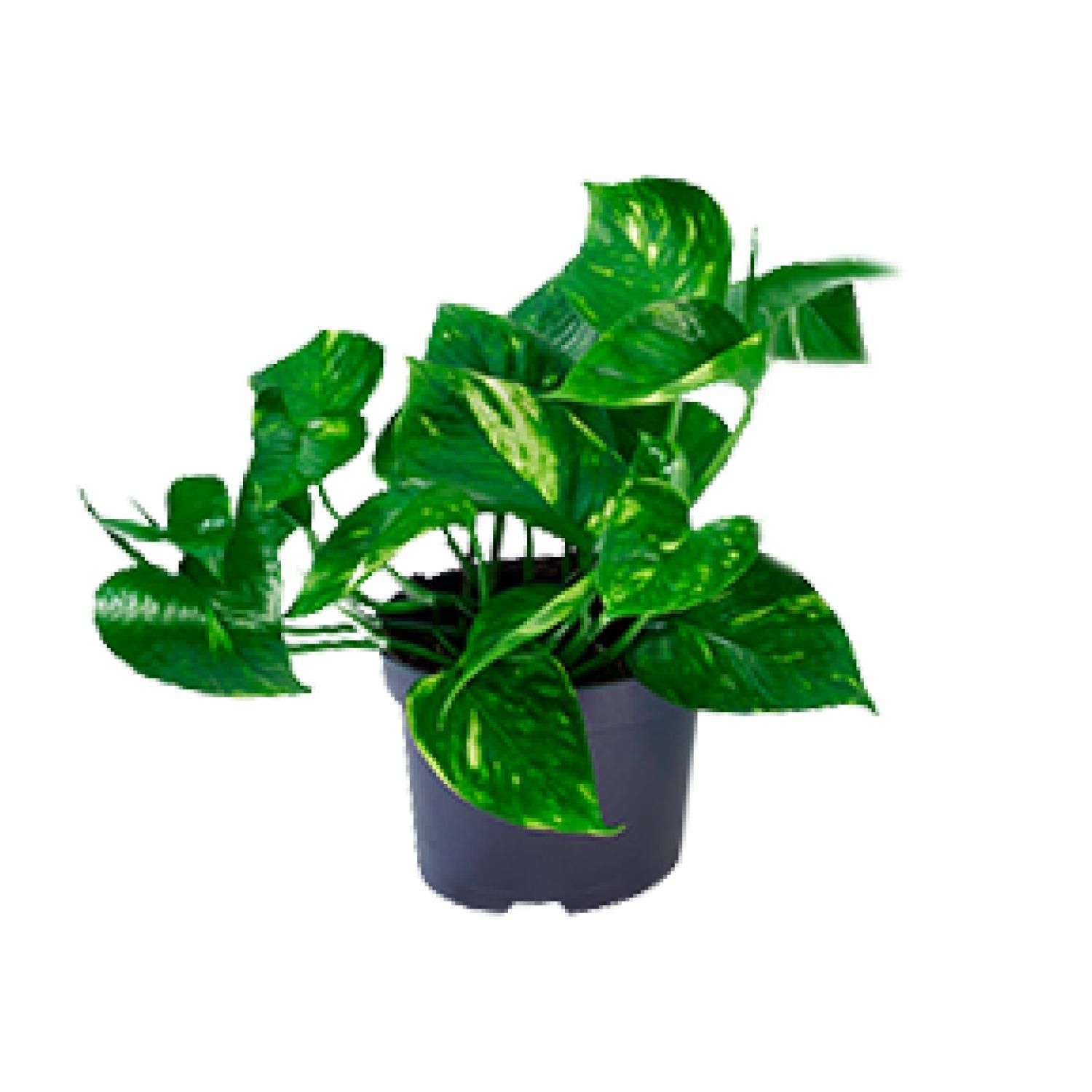 Epipremnum Aureum Zimmerpflanze