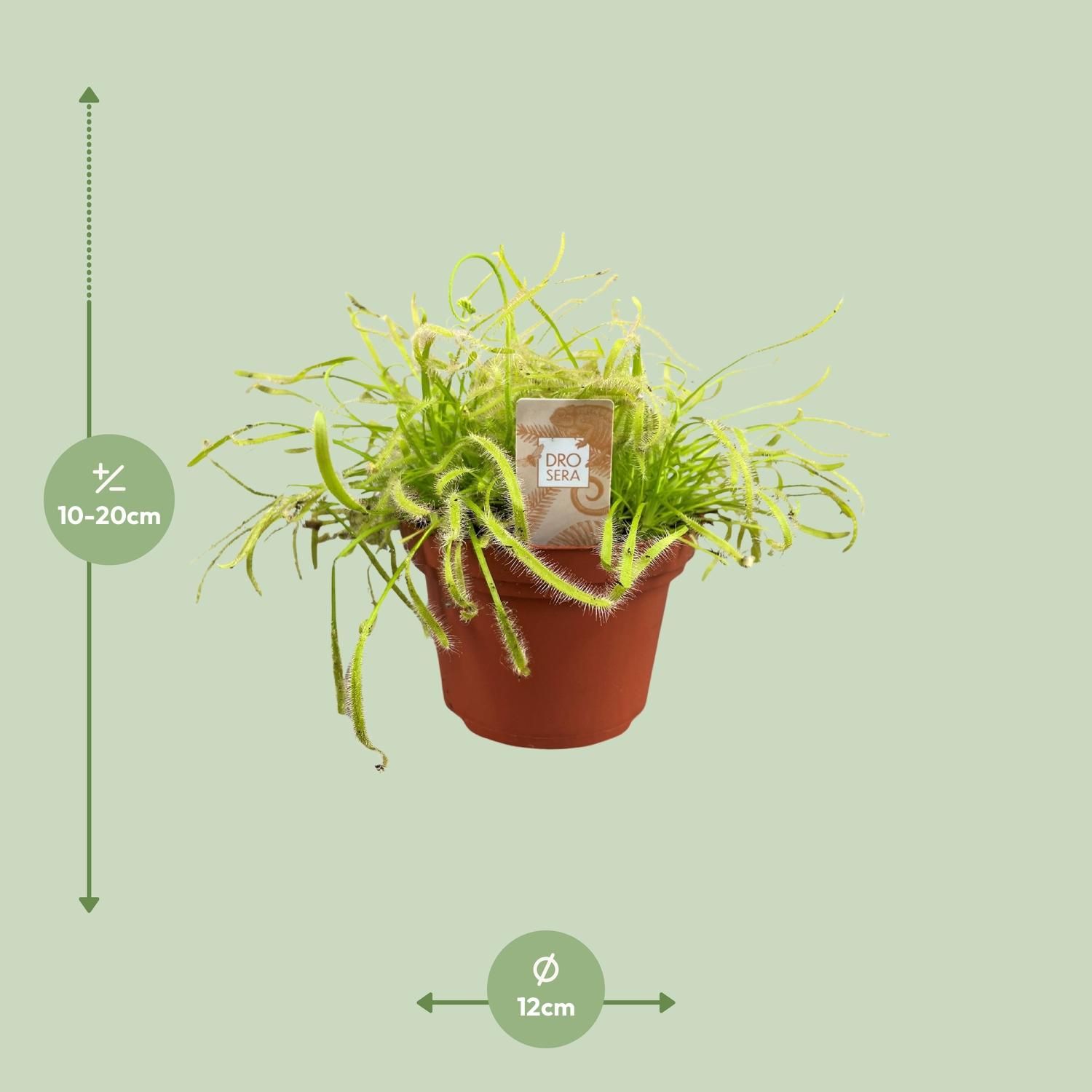 Sonnentau Drosera Capensis Pflanze