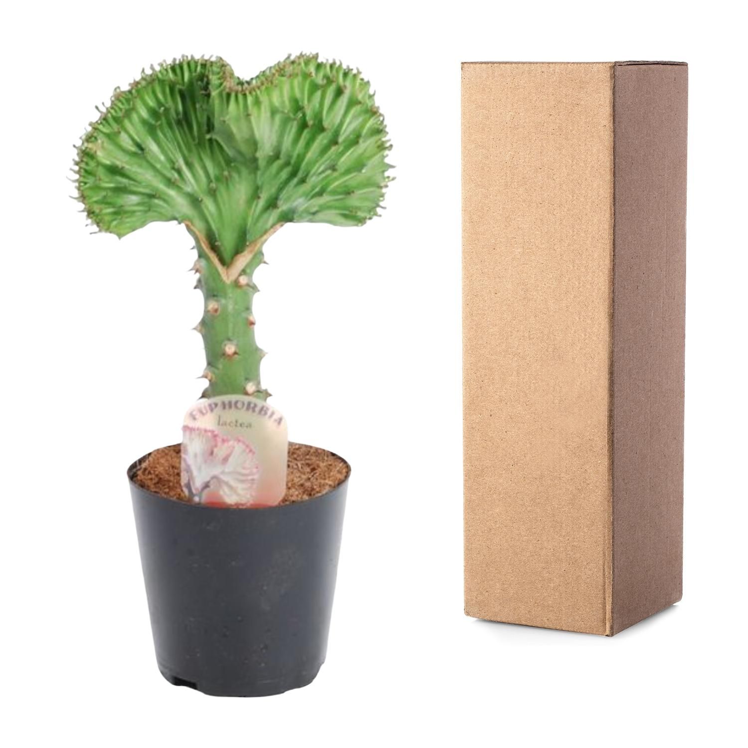 Euphorbia lactea Cristata Korallen-Kaktus