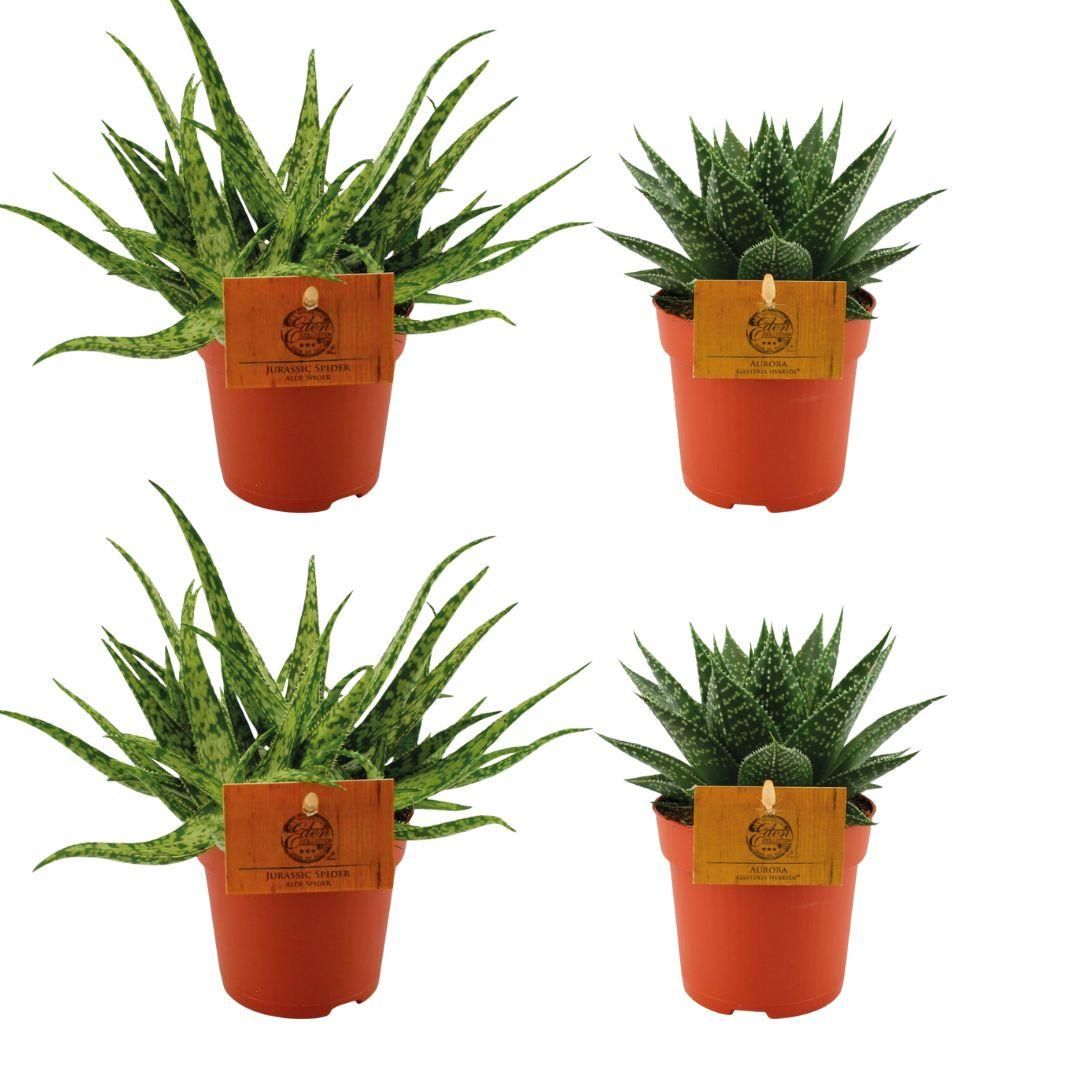 Aloe Spider und Gasteria Hybride Aurora Set