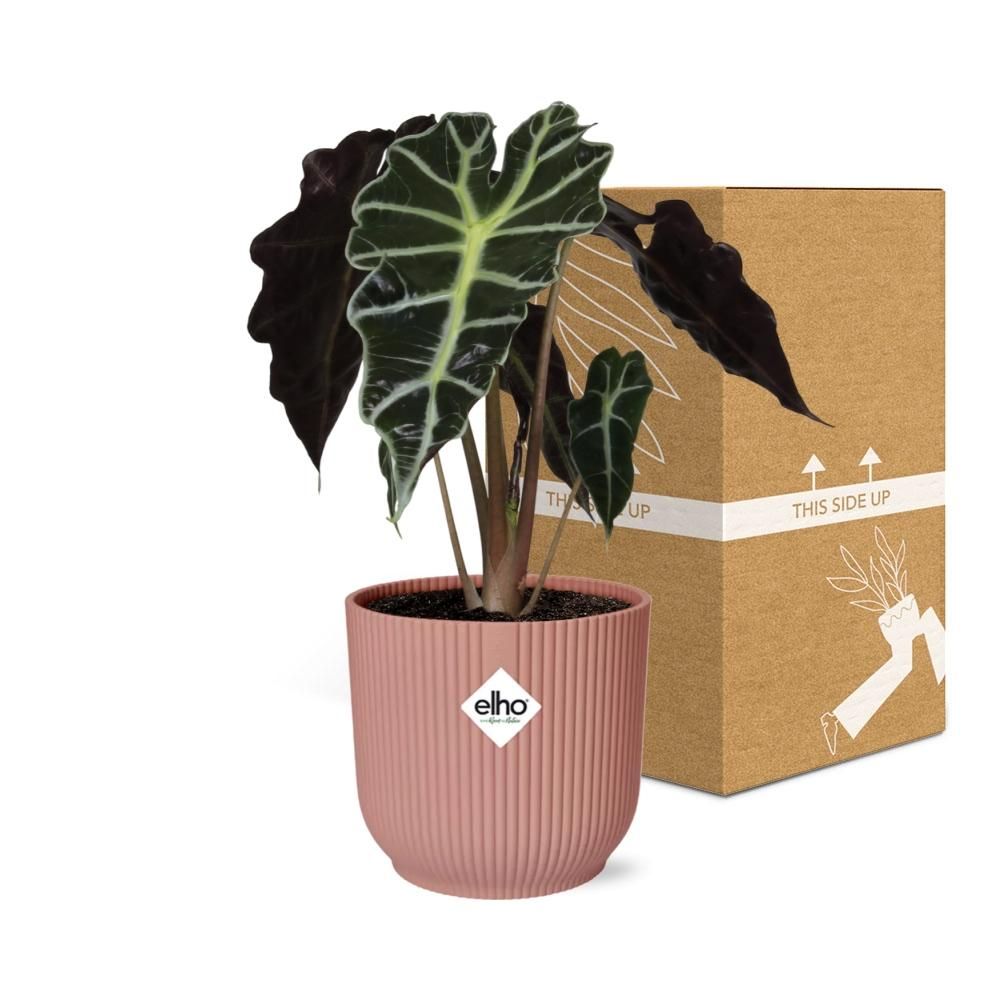 Alocasia Polly Zimmerpflanze in ELHO Vibes Fold Topf