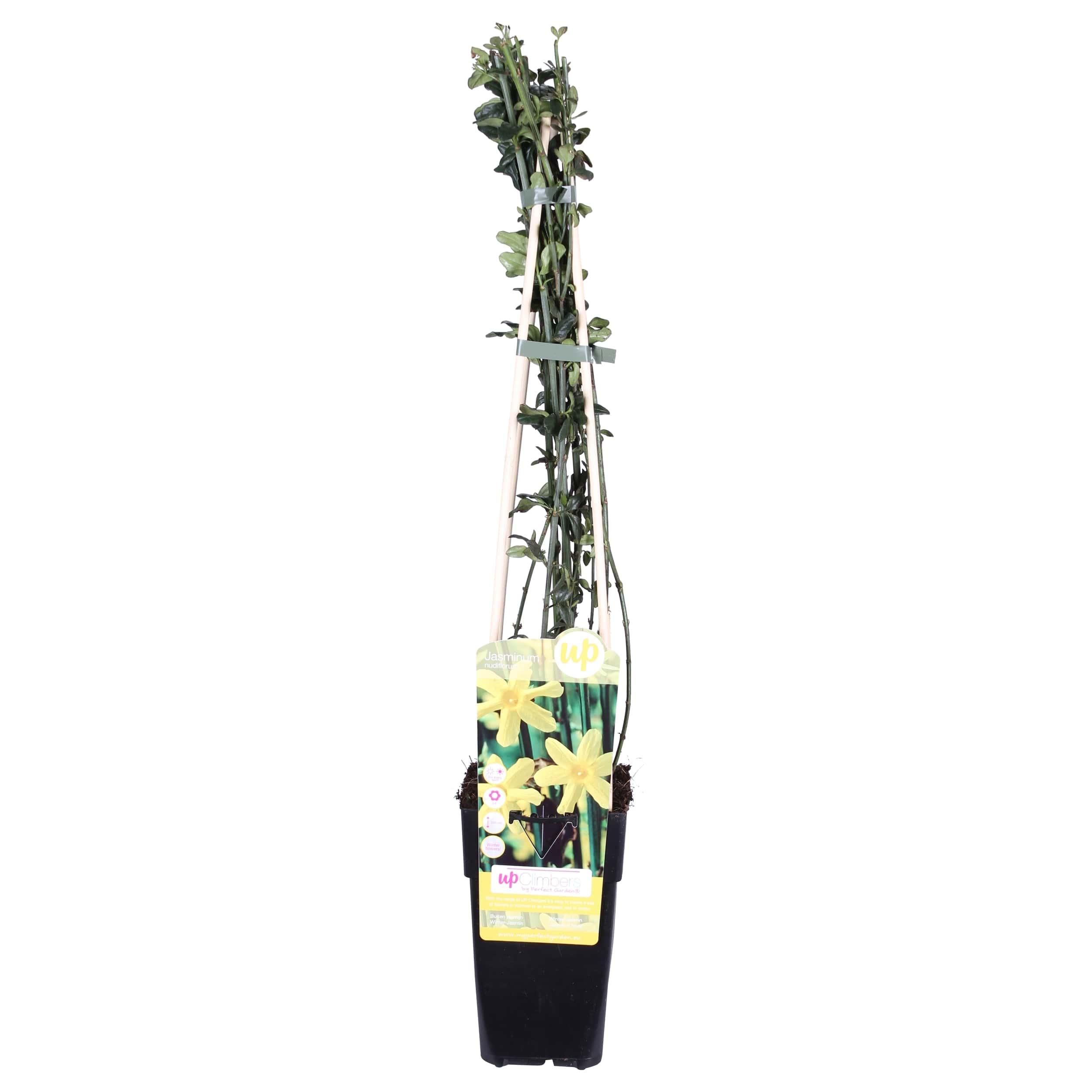 Winterblühender Jasminum Kletterstrauch