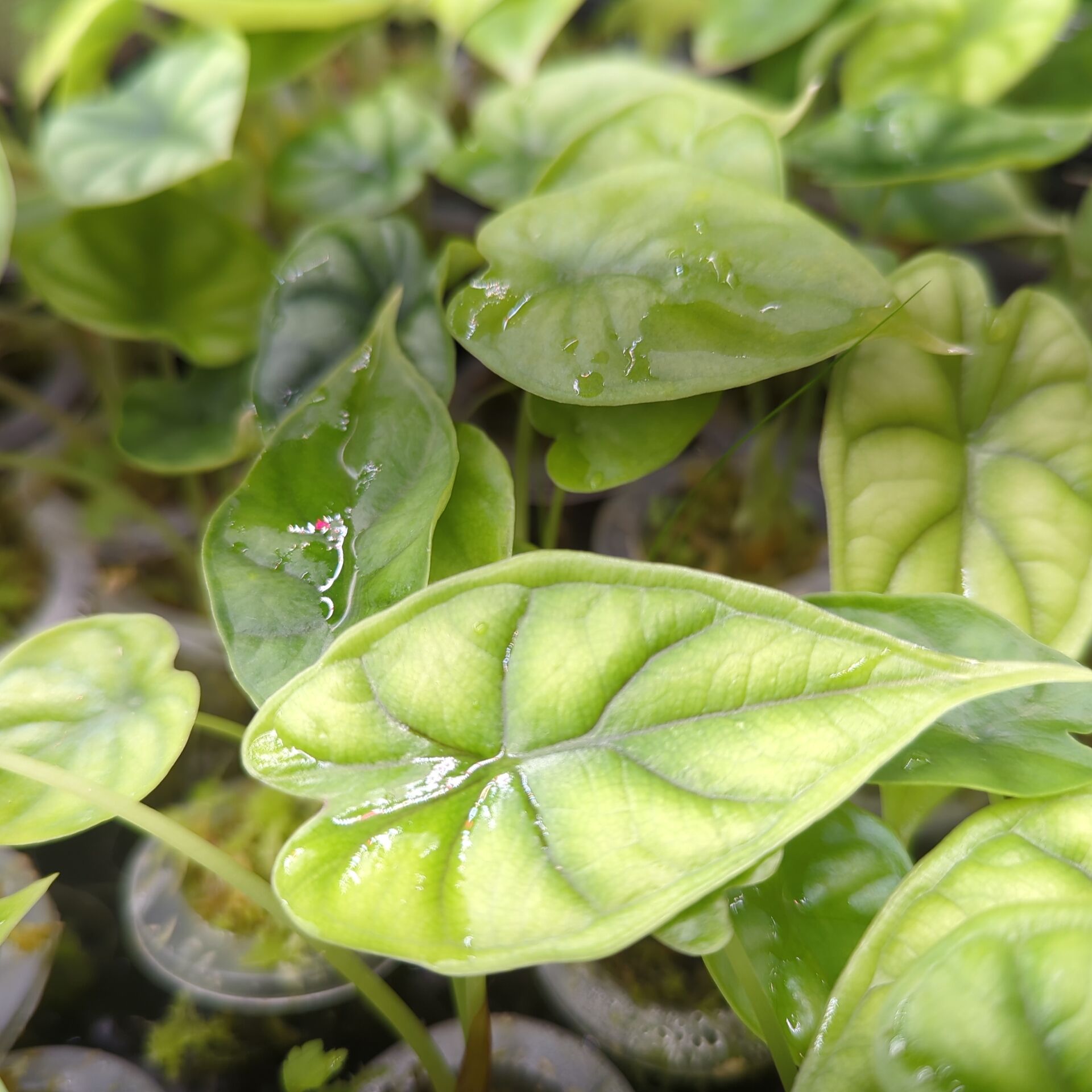 Baby Alocasia baginda Dragon Scale + selbstbewässernder Übertopf