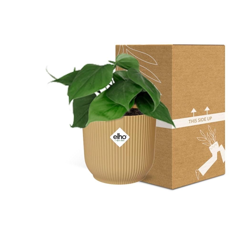 Philodendron Scandens Zimmerpflanze