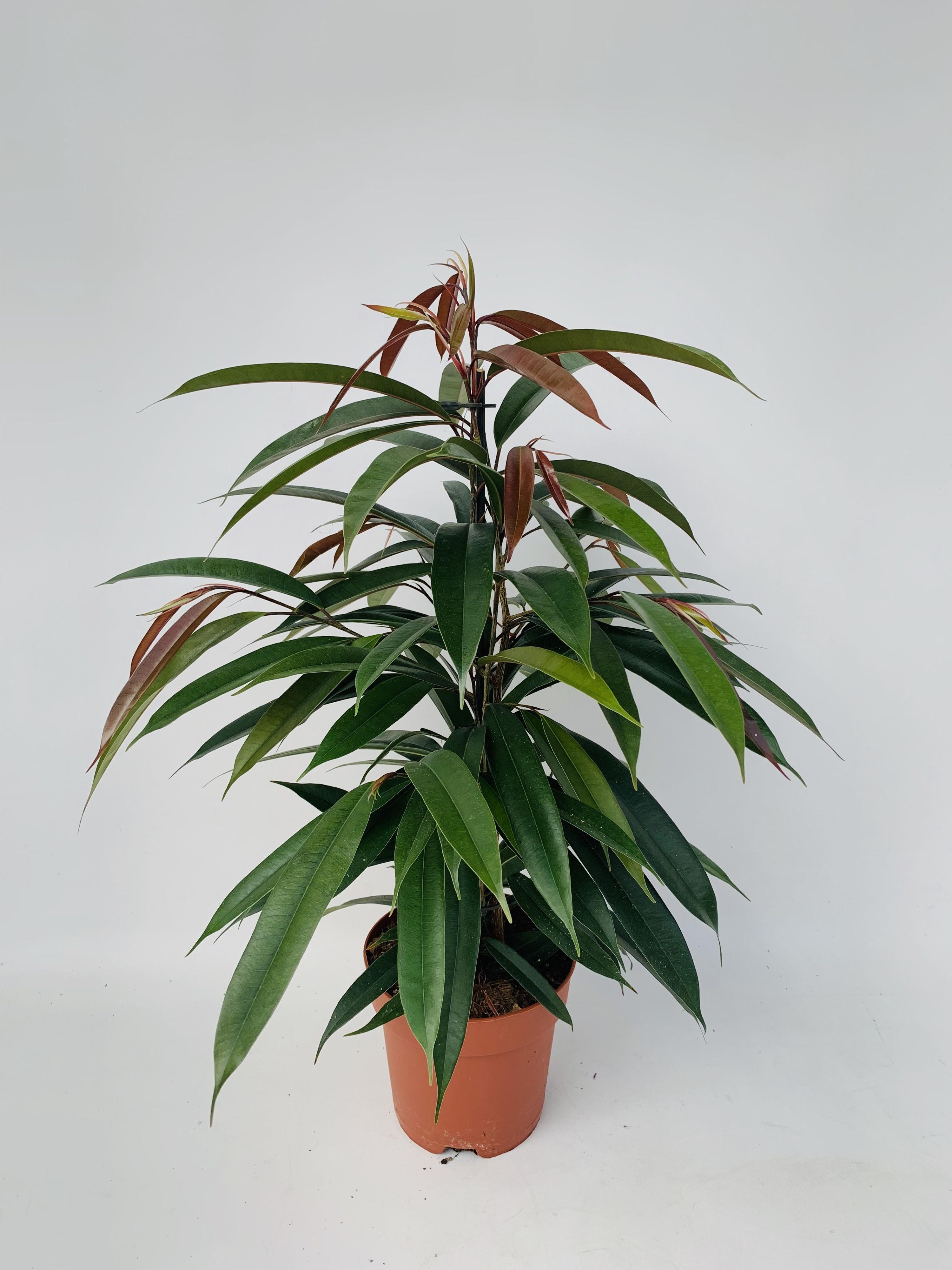 Ficus Binnendijkii 'Amstel King' – Ø17cm Topf – 75cm Höhe