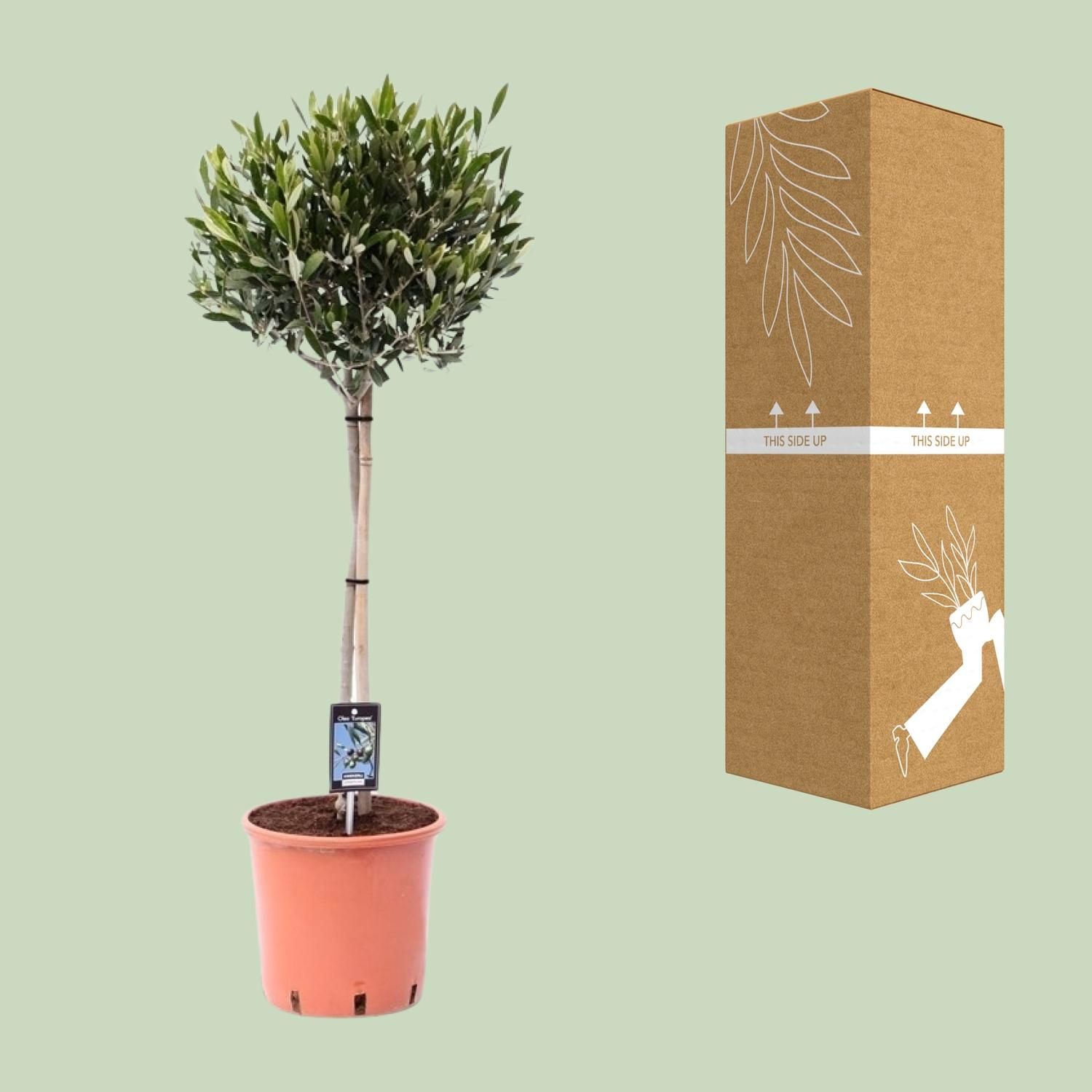 Gewöhnliche Olive Olea - Mediterraner Olivenbaum für Garten und Terrasse