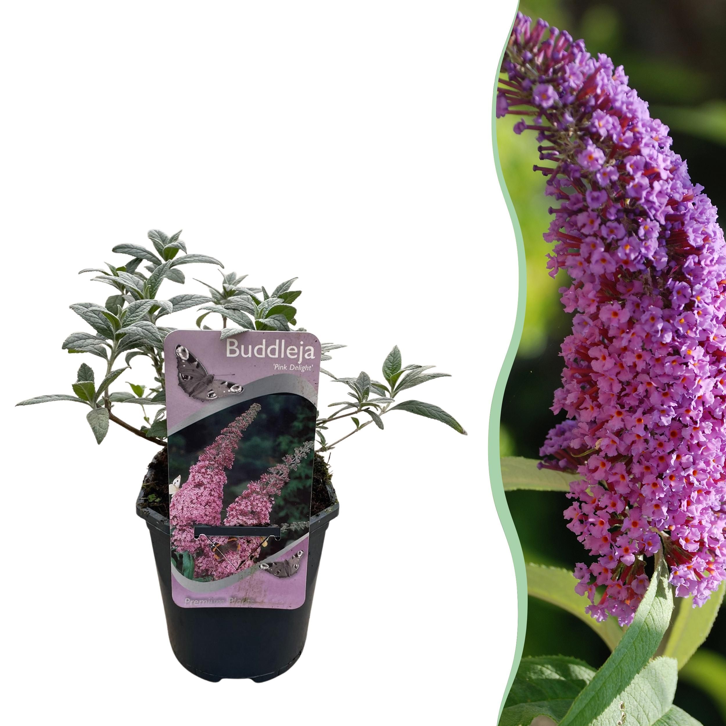 Schmetterlingsstrauch – Buddleja davidii Rosa – Schmetterlingsanziehend
