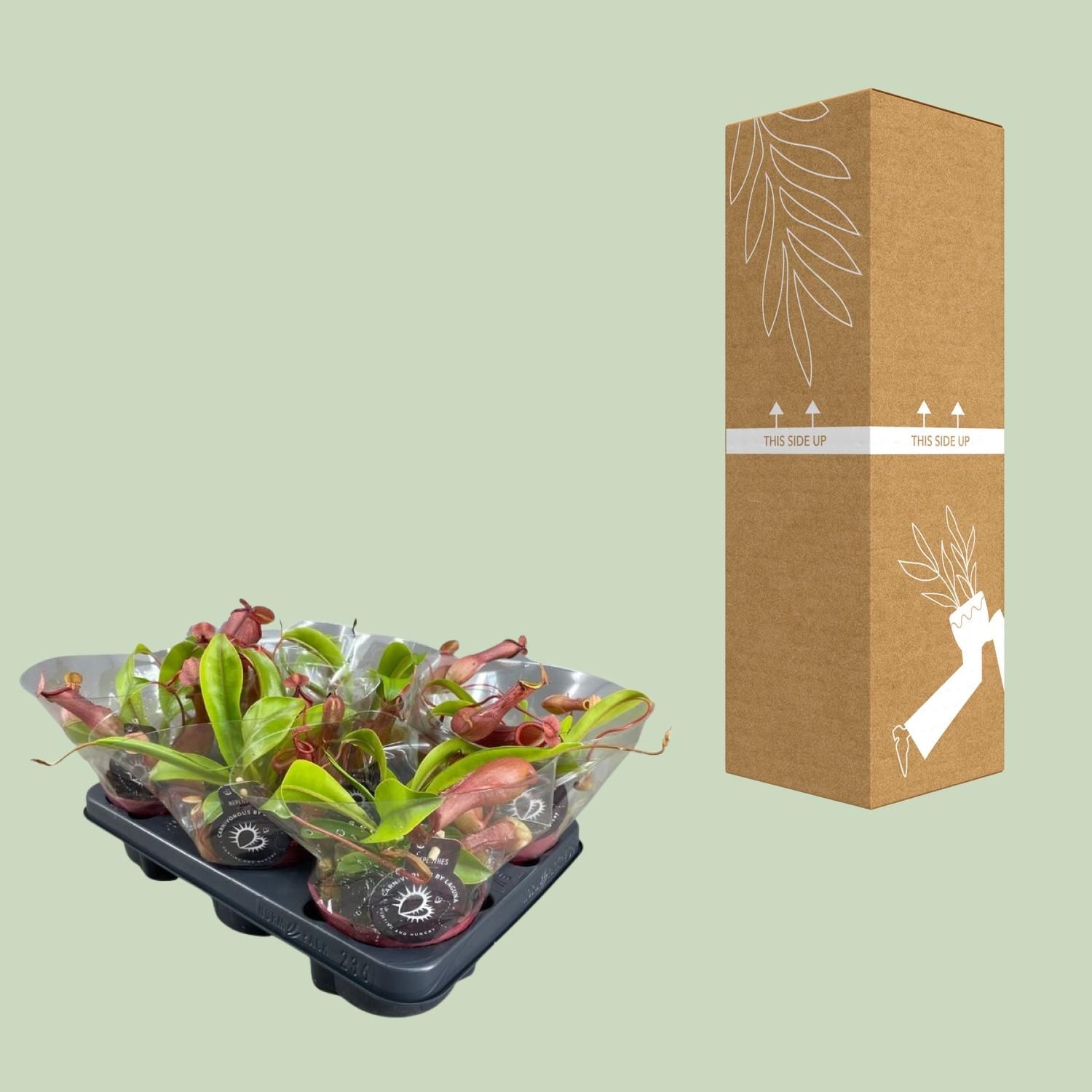 Nepenthes Alata Kannenpflanze