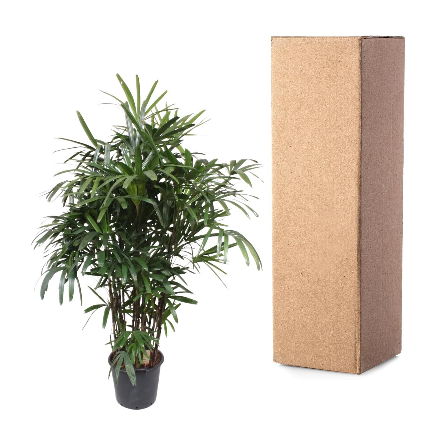 Rhapis Excelsa Damenpalme – elegante Zimmerpflanze