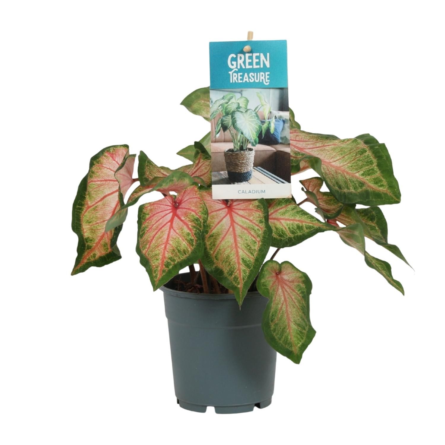 Caladium Zimmerpflanze mit rosa Blättern