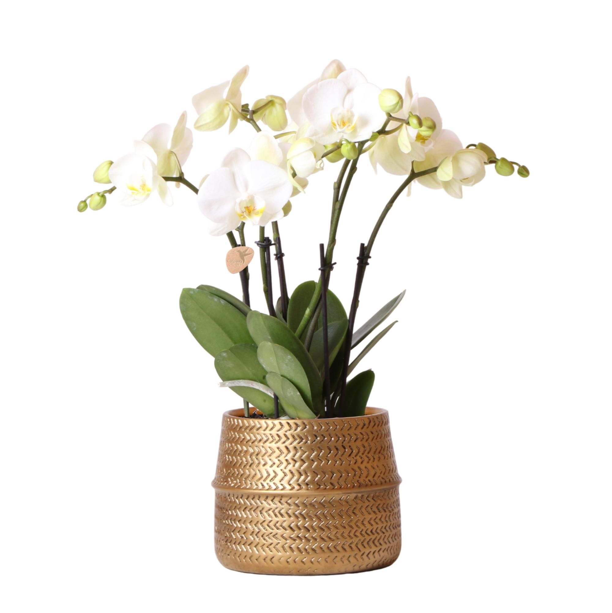 Weiße Phalaenopsis Orchidee in stilvollem Groove-Ziertopf