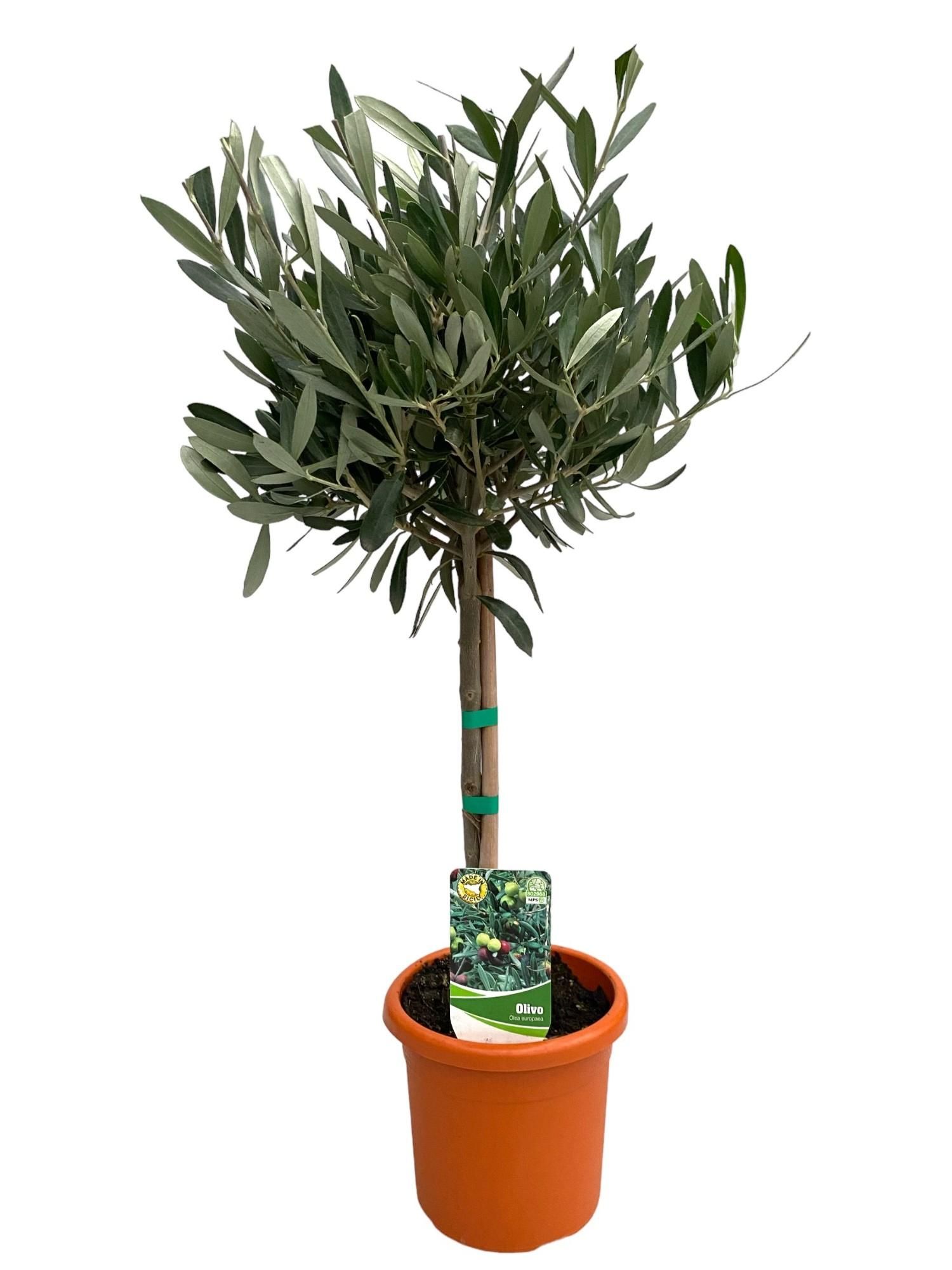 Olivenbaum auf Stamm – Ø15cm Topf – ca. 60cm hoch
