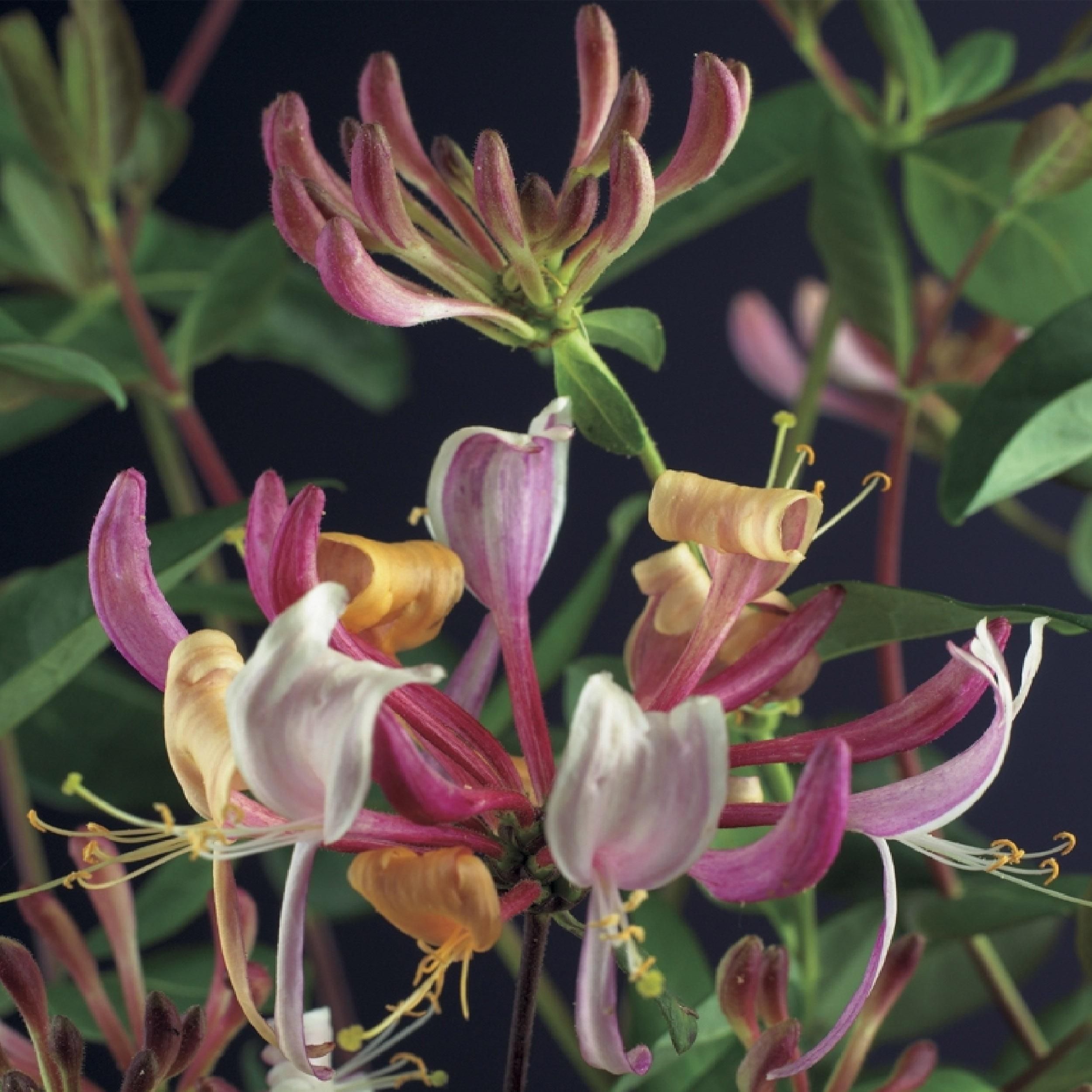 Lonicera Serotina Geißblatt – Blüten Rosa-Weiß – Wenig Pflege – 2 Pflanzen