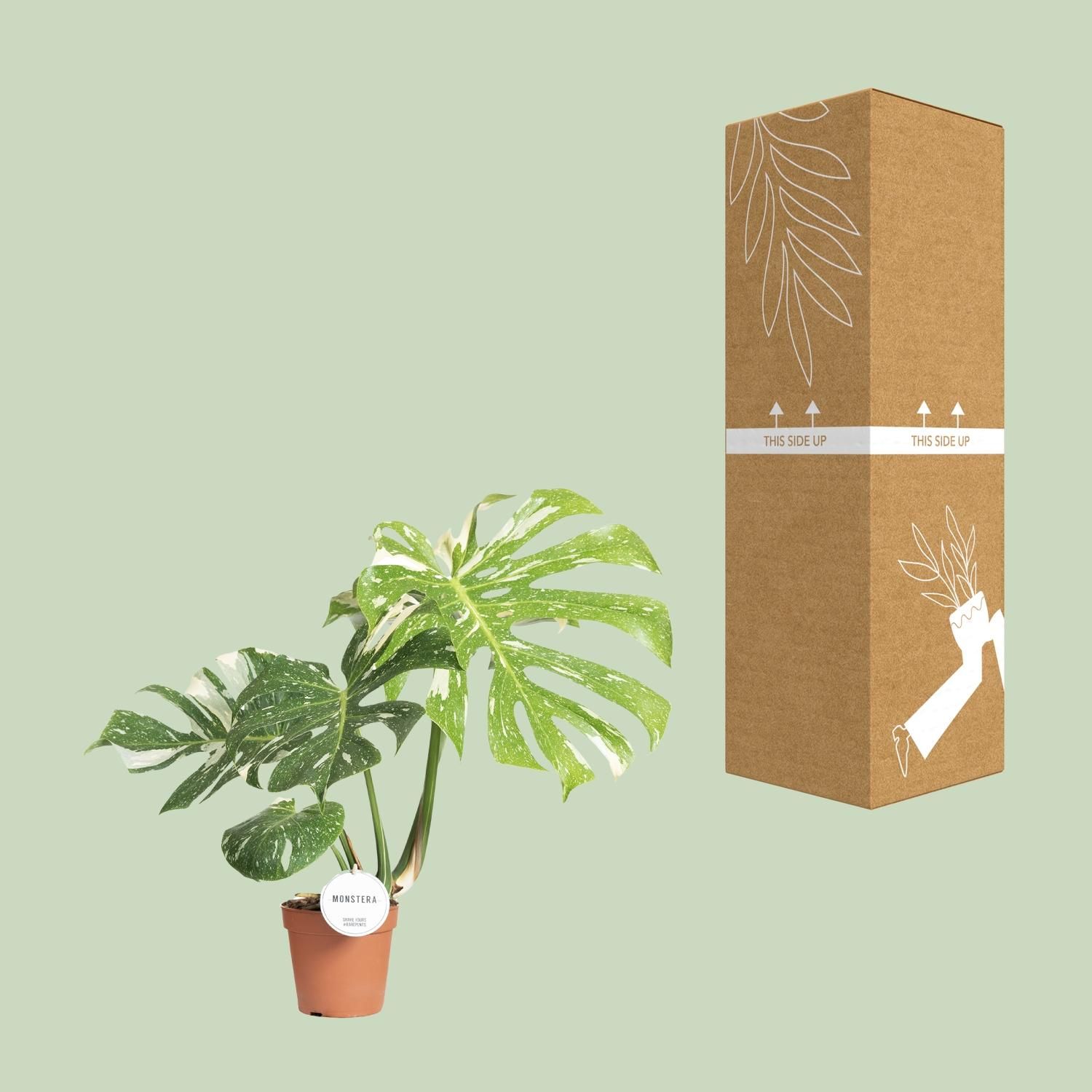 Monstera Thai Constellation Zimmerpflanze