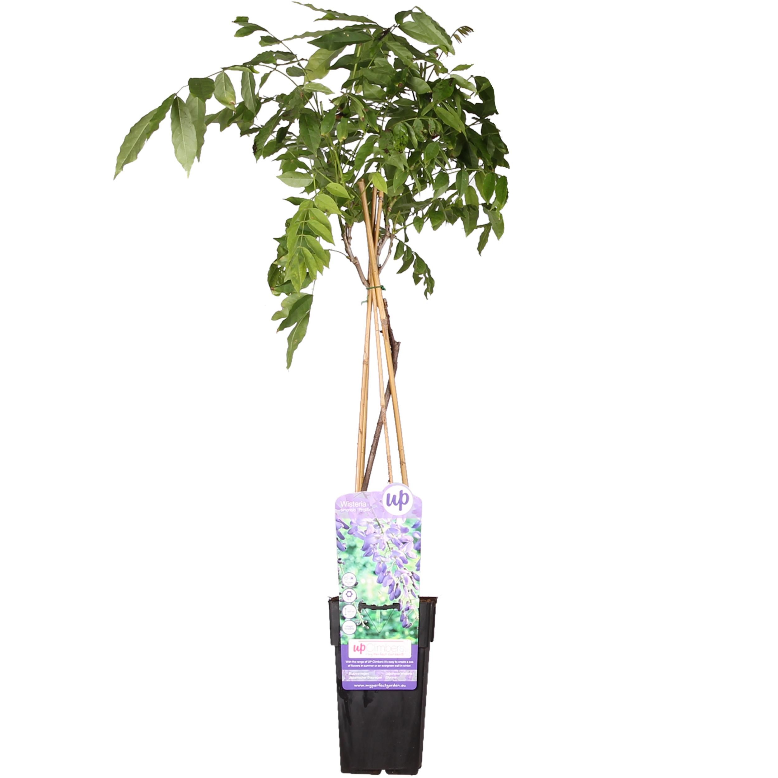 Glyzinie Wisteria sinensis – Blaue Kletterpflanze