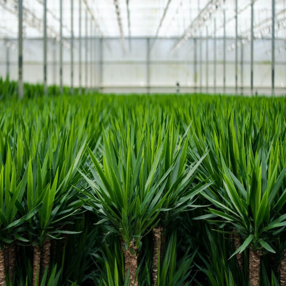 Yucca Elephantipes Zimmerpflanze im Doppelset