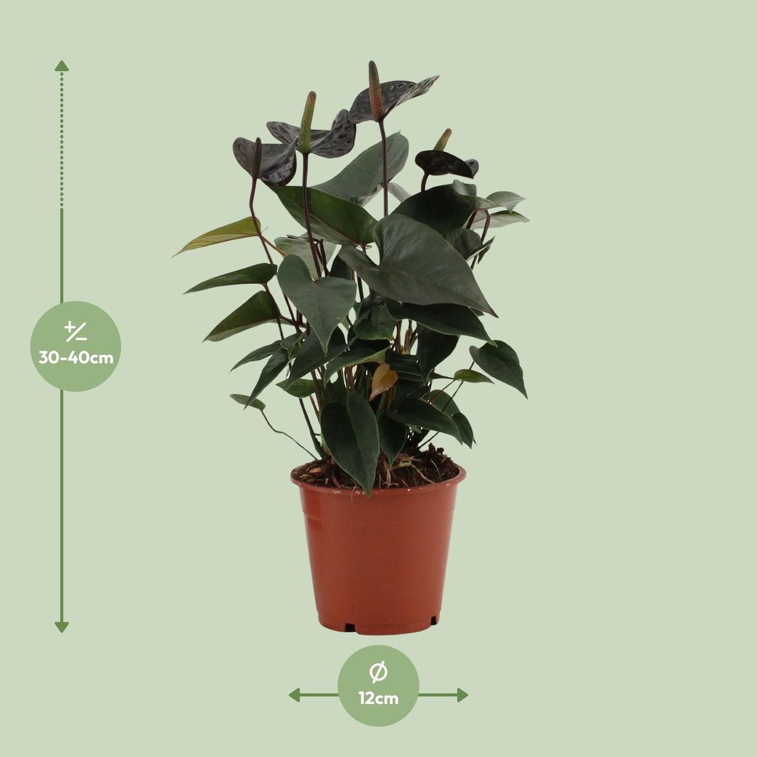 Anthurium Black Love Zimmerpflanze