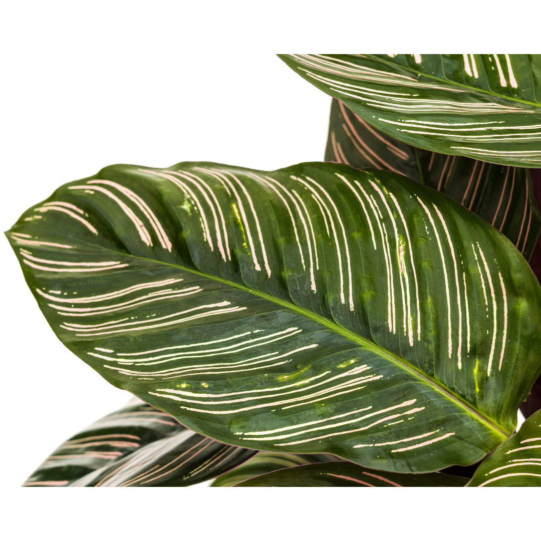Calathea Ornata Sanderiana Ø27cm – Gestreifte Blätter