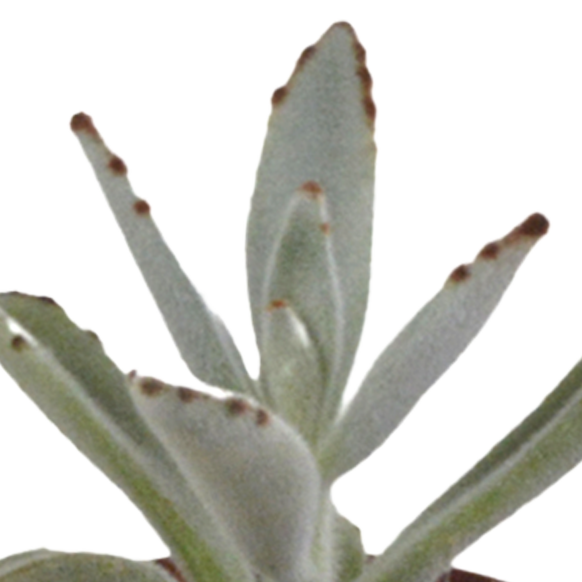 Echeveria Mix in Weißem Topf