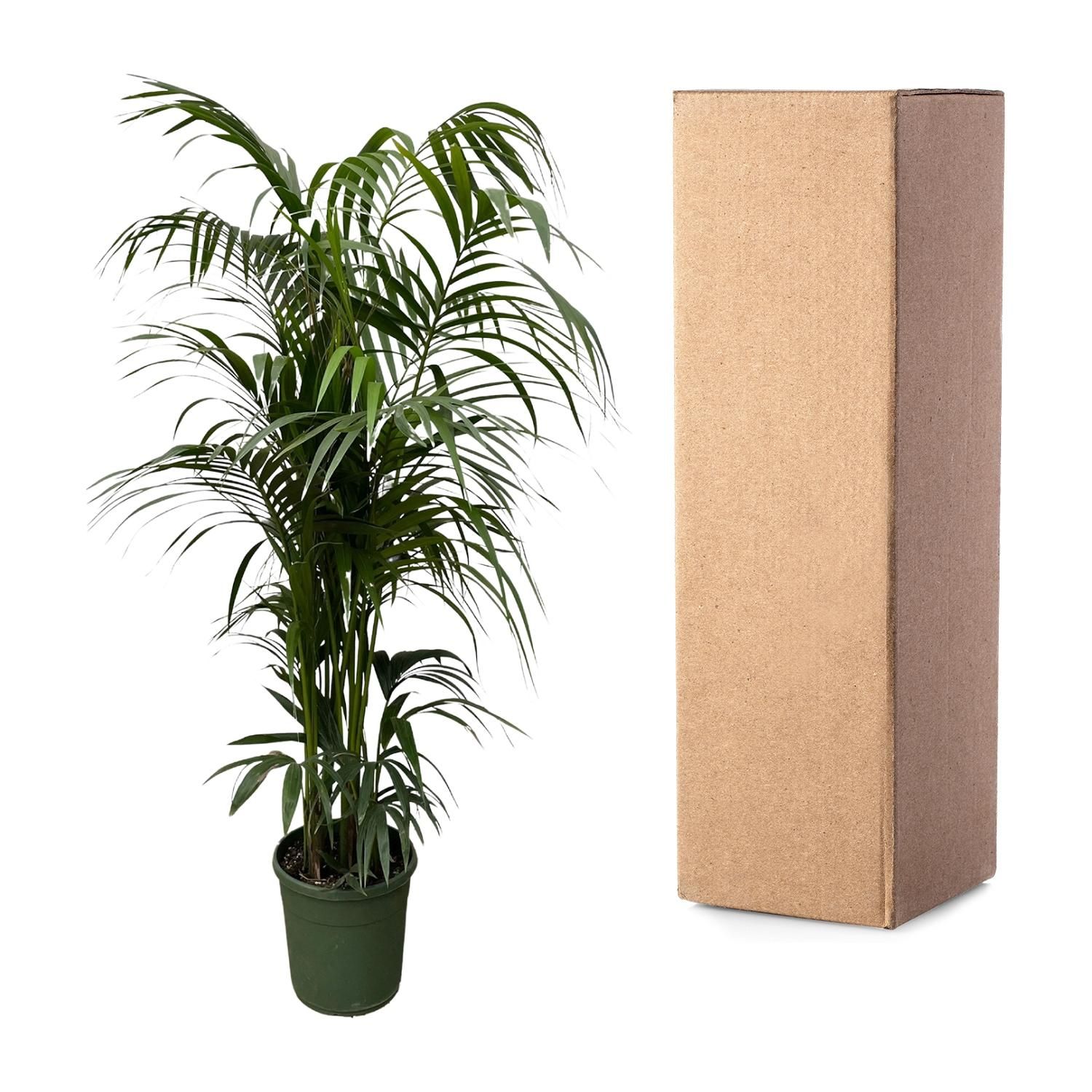 Kentia Palme für Innenräume mit elegantem Blattwerk