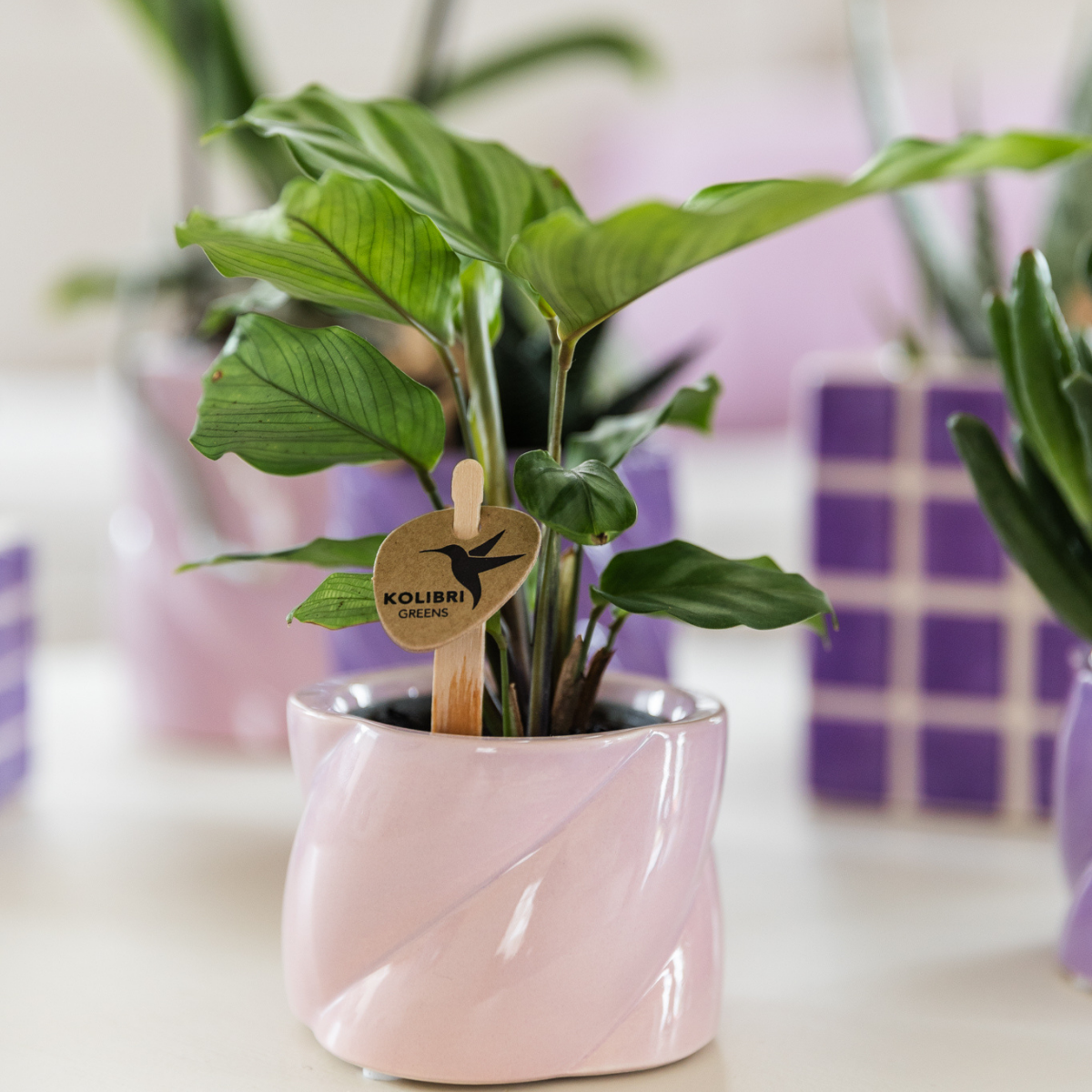 Calathea – Grüne Zimmerpflanze – Ø6cm