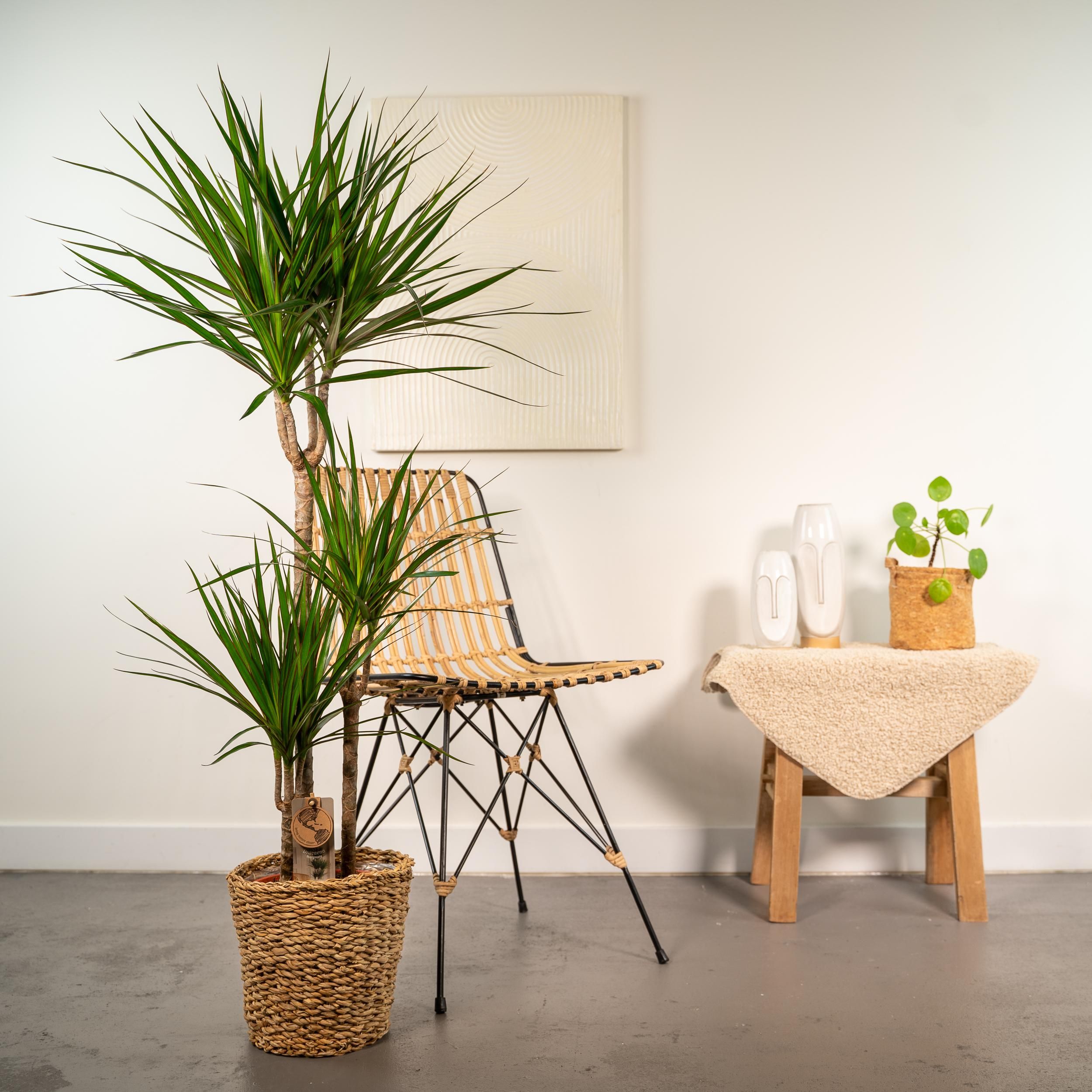 Dracaena - Tropischer Drachenbaum im Korb
