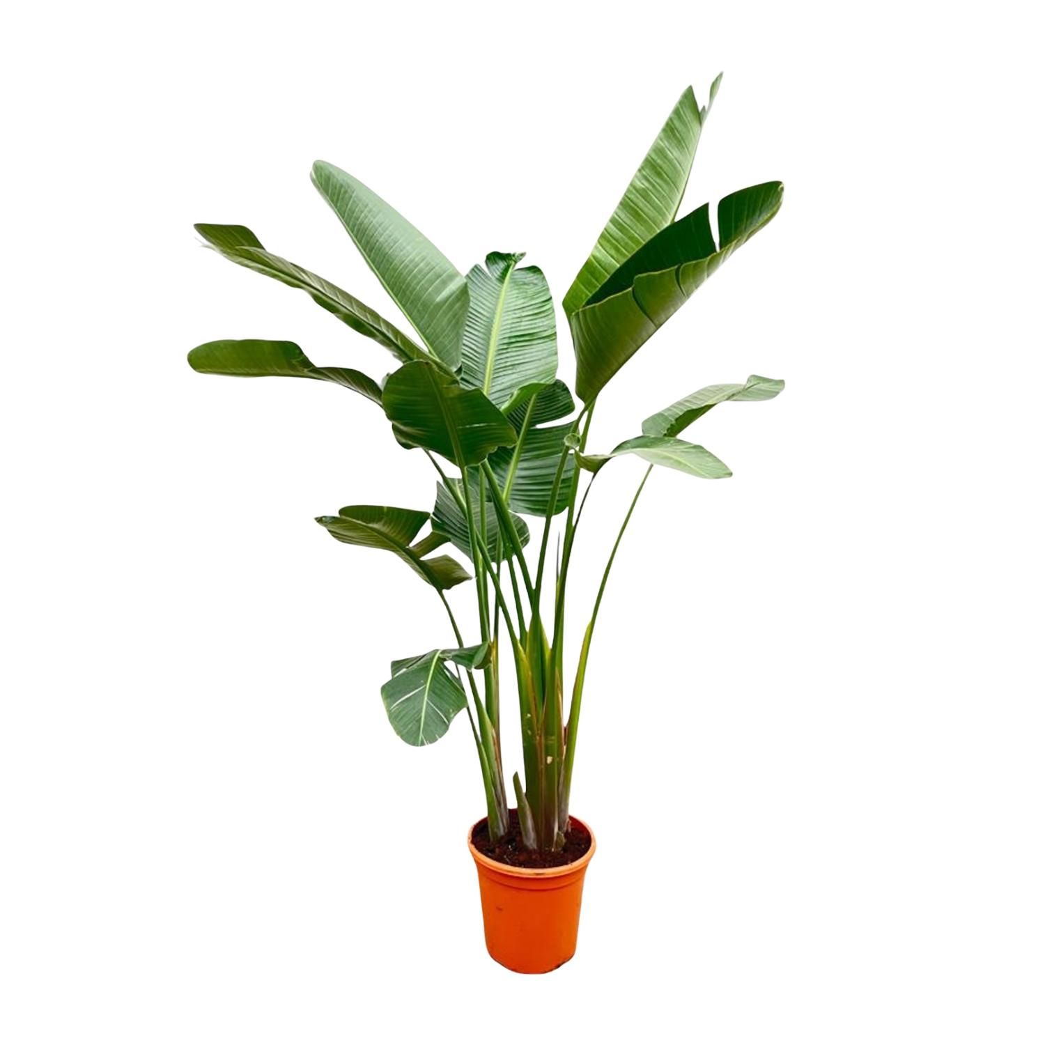 Weiße Paradiesvogelblume Strelitzia Augusta exklusiv