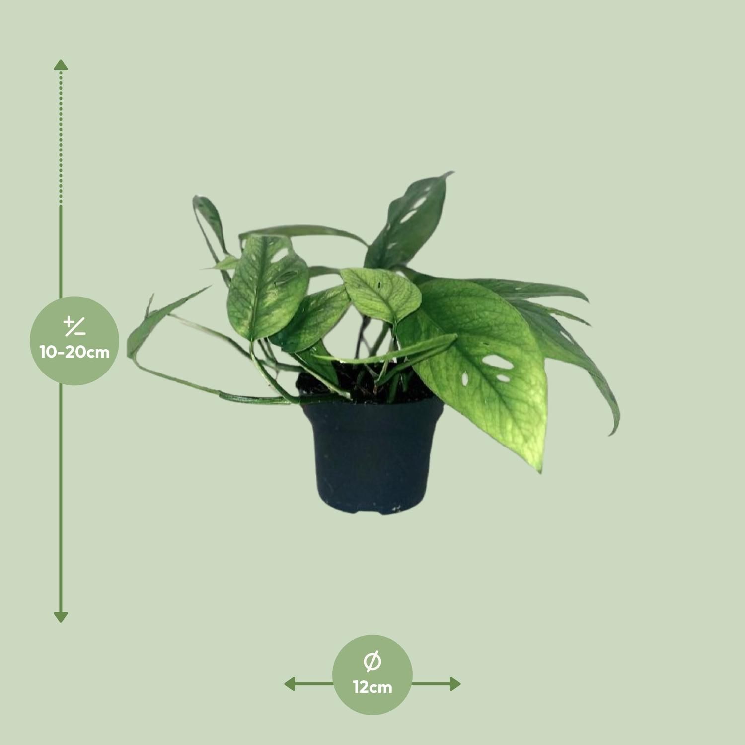 Epipremnum Cebu Blue Zimmerpflanze