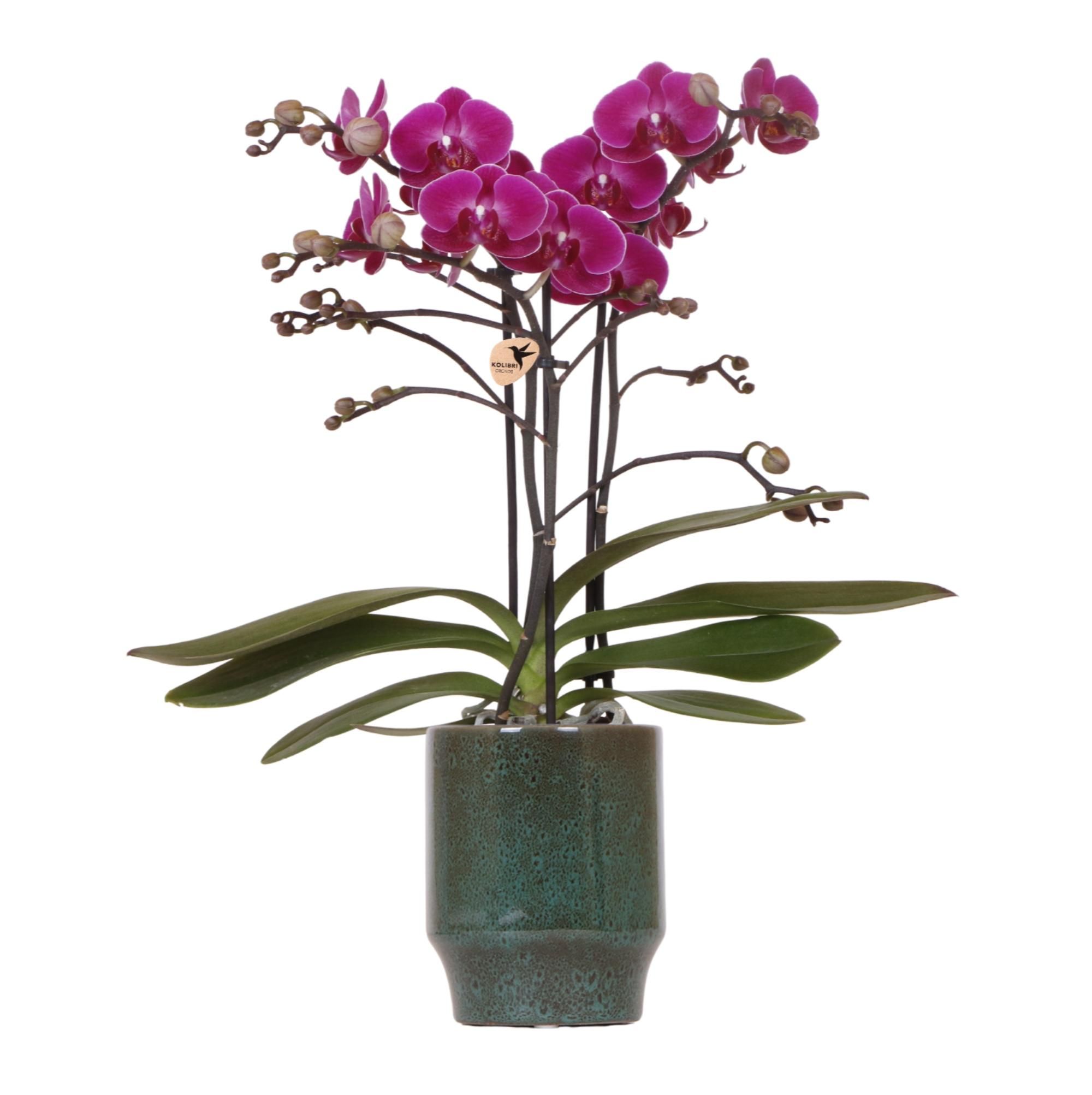 Calathea Elgergrass Zimmerpflanze