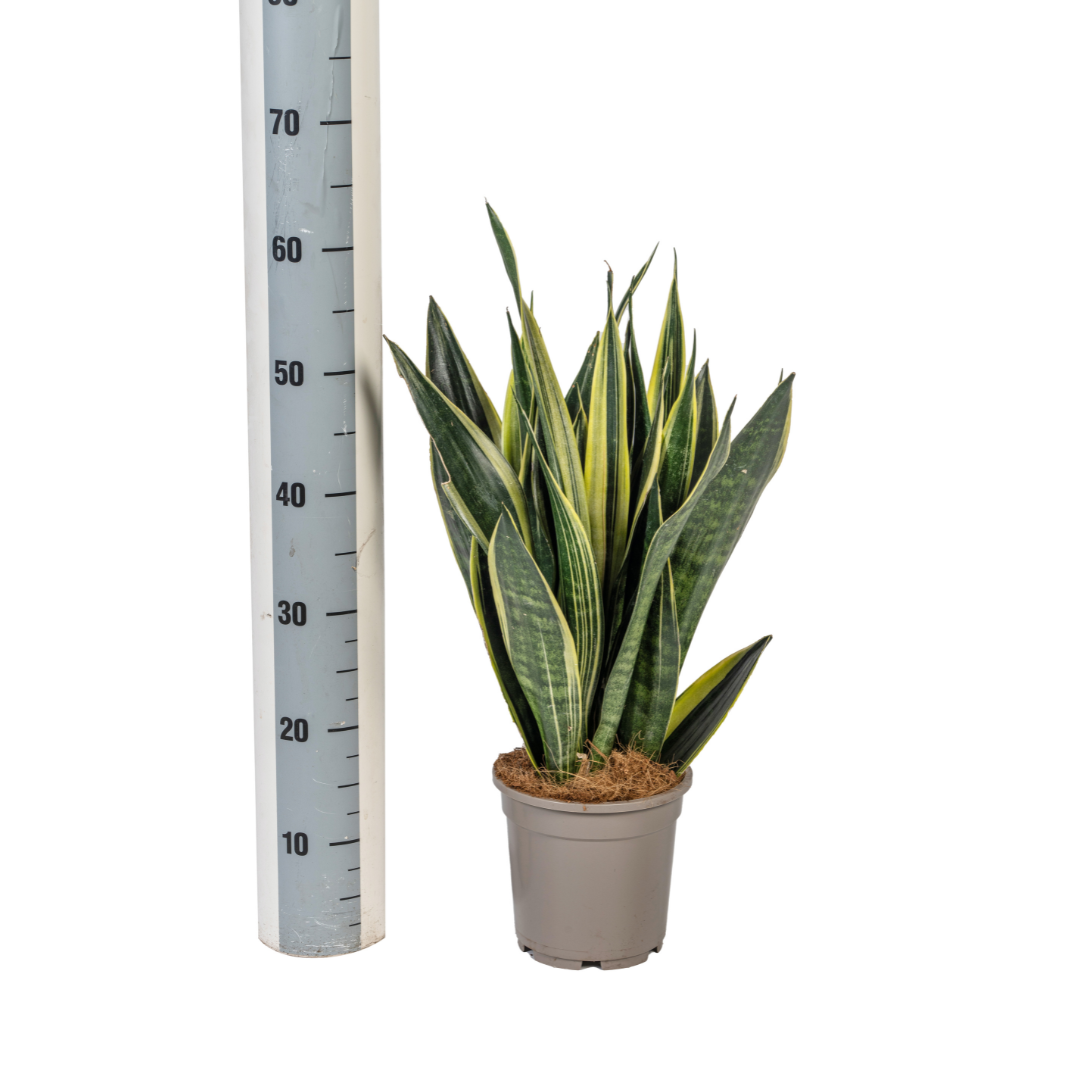 Sansevieria Trifasciata Canary – Schlangenpflanze – pflegeleicht
