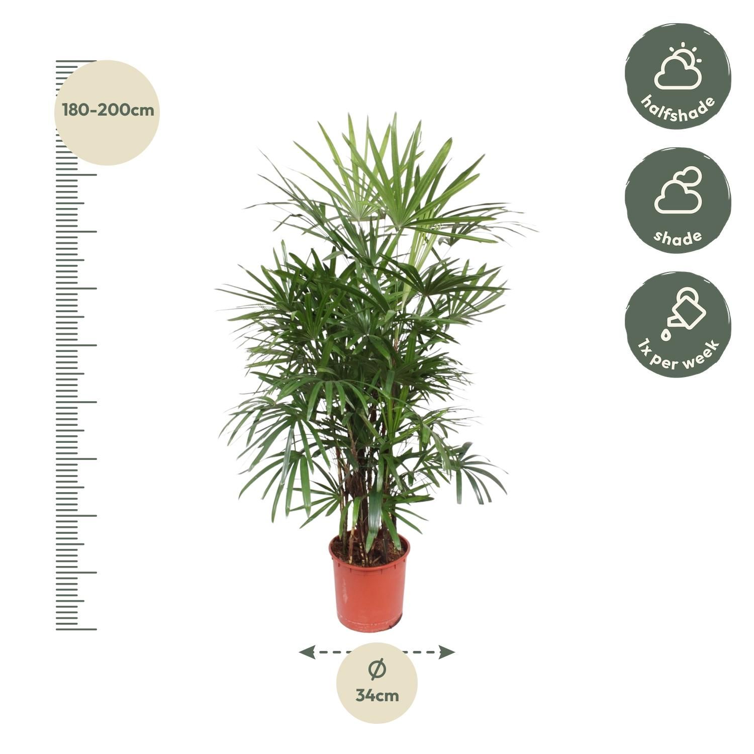 Rhapis Excelsa Damenpalme elegant grün