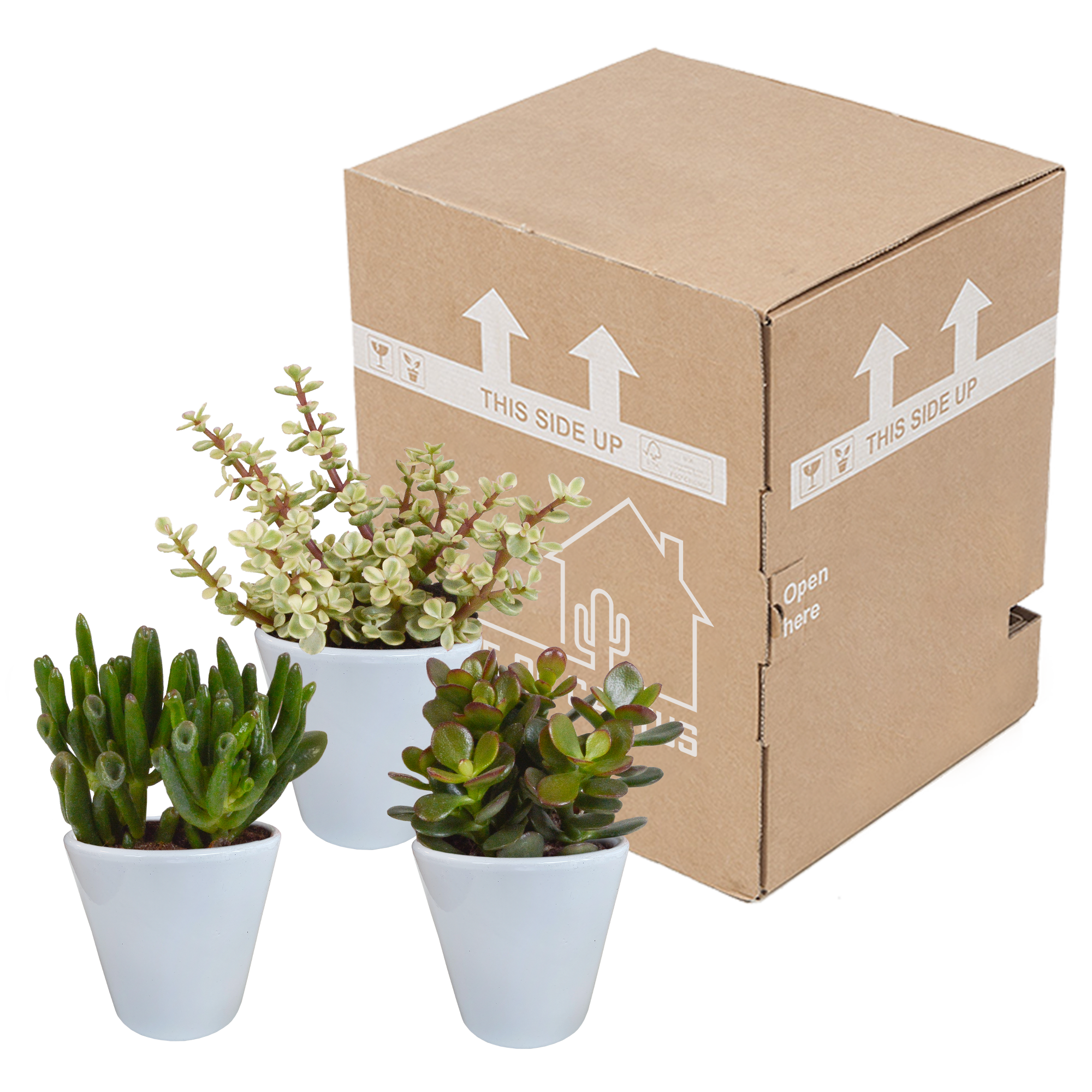 Crassula Mix in weißem Topf