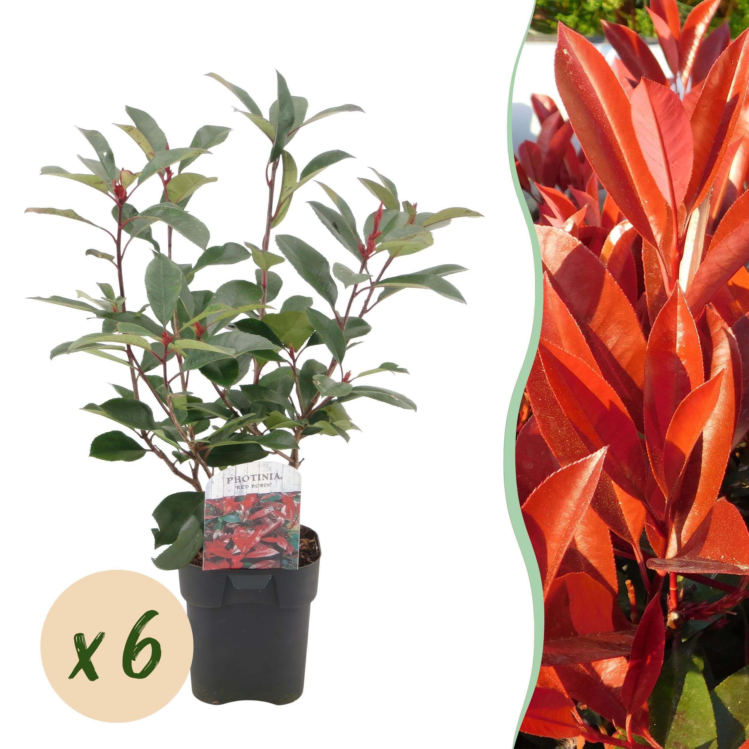 Photinia fraseri Red Robin – Immergrüne Heckenpflanze – Grün Rot – 6 Pflanzen für 1 Meter