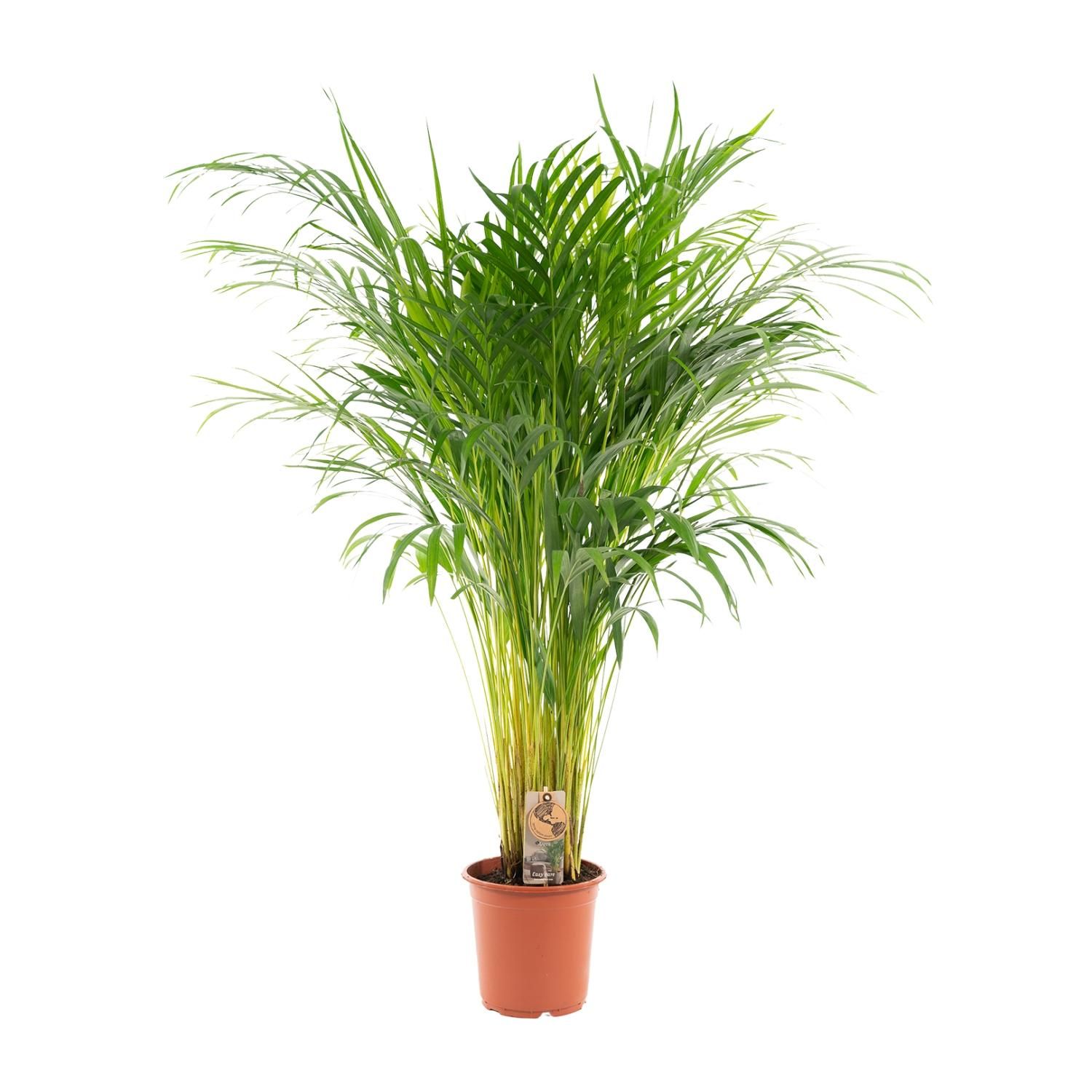 Areca-Palme Zimmerpflanze