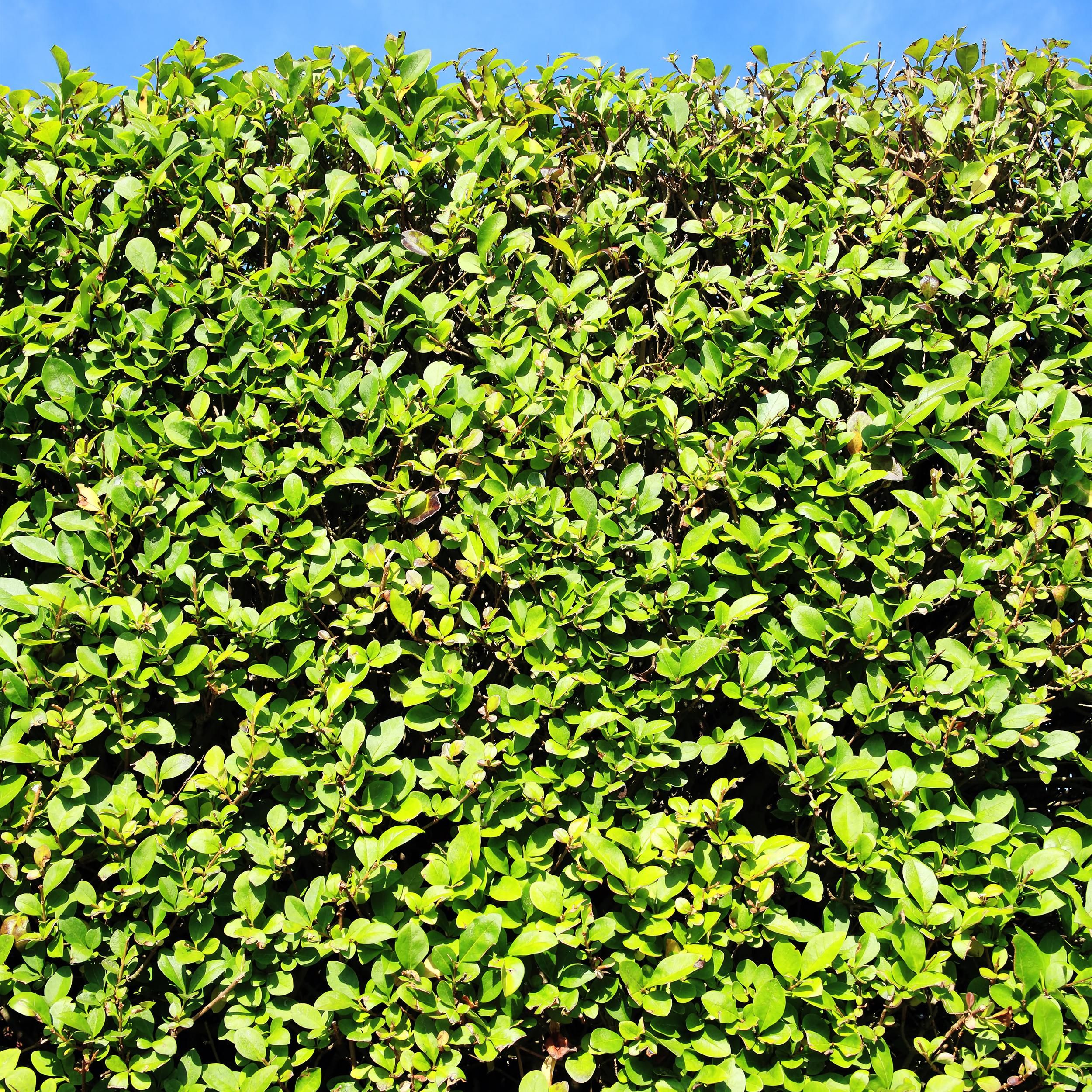 Ligustrum Ovalifolium Heckenpflanze – Immergrün – 6 Pflanzen – 1 Laufender Meter – Topf 17cm