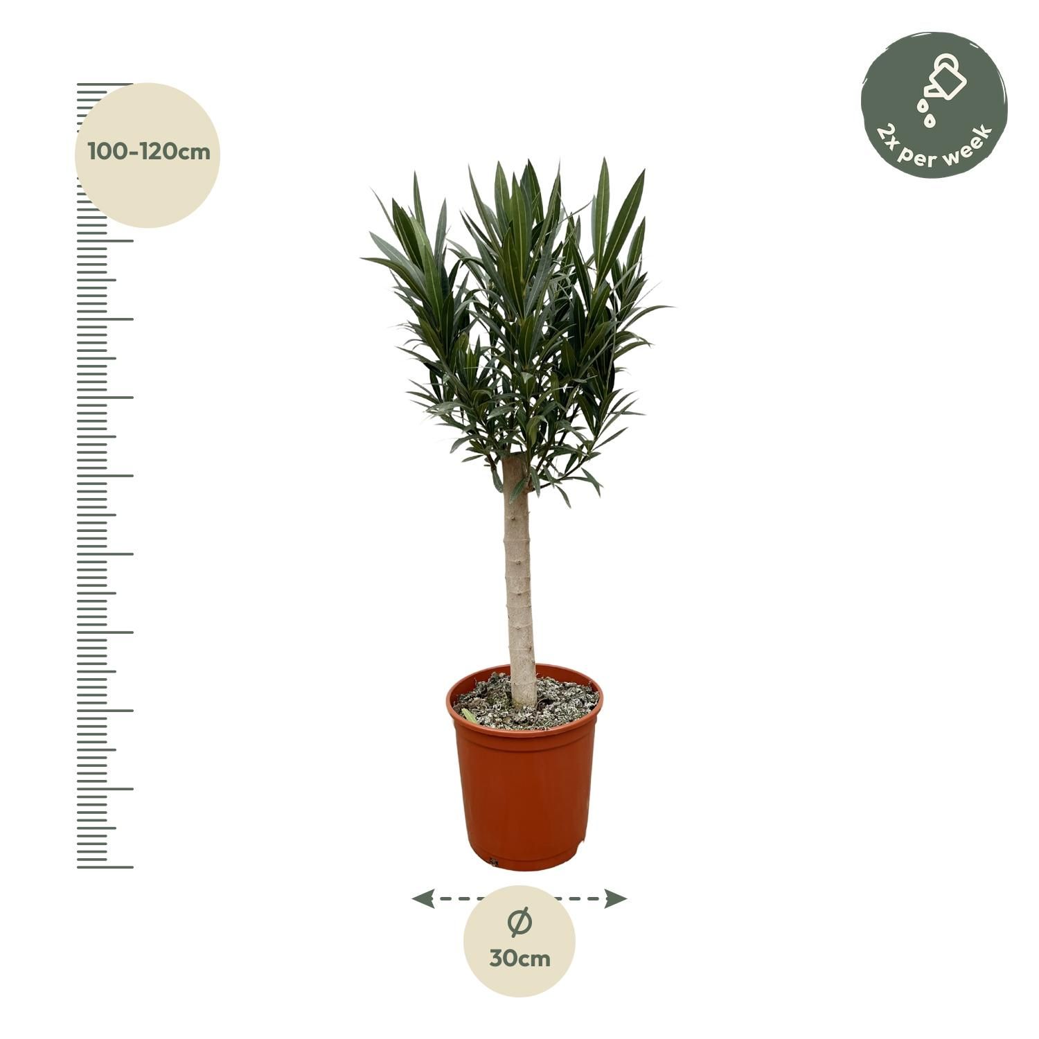 Nerium Oleander Stamm mit farbenprächtigen Blüten