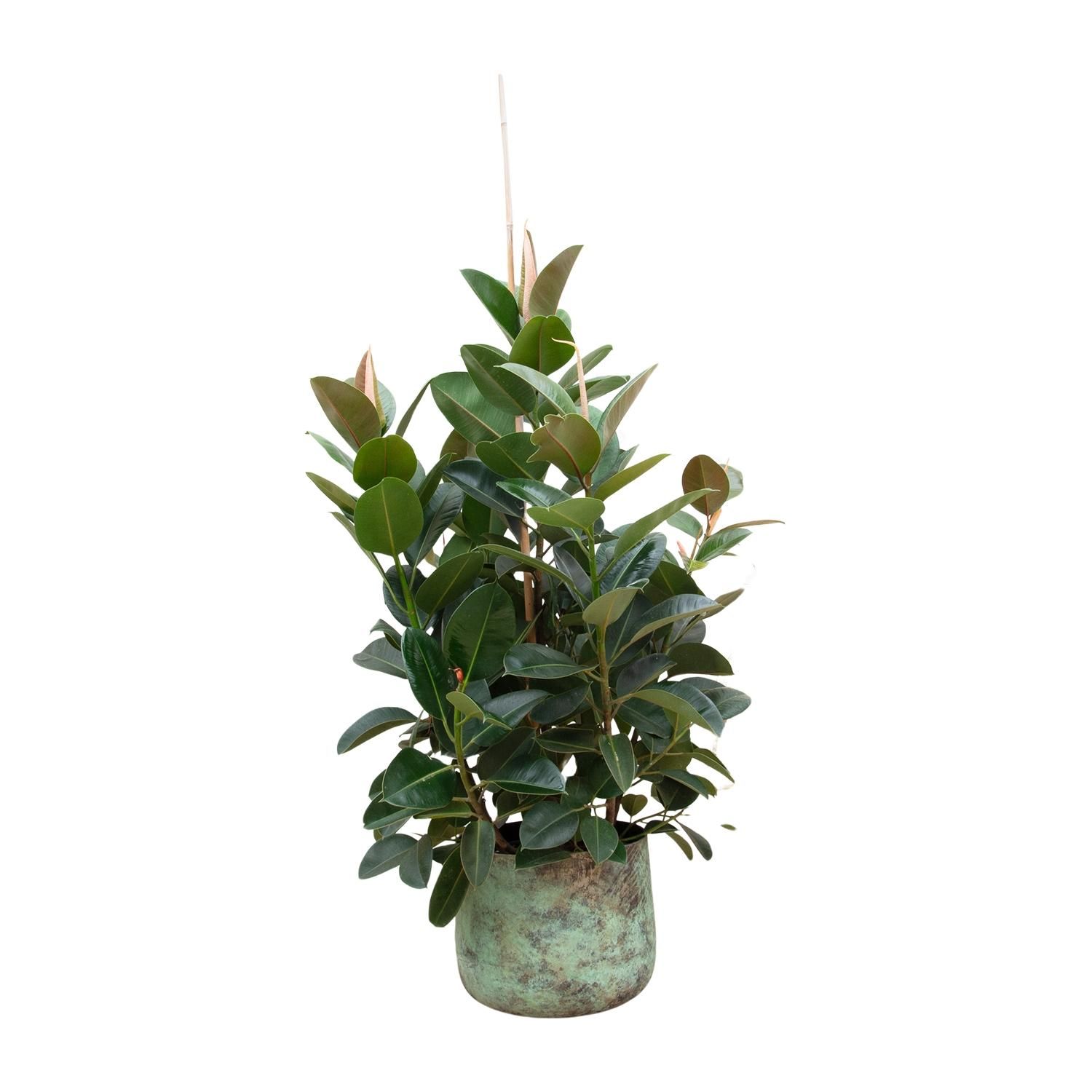 Ficus Robusta verzweigt Zimmerpflanze