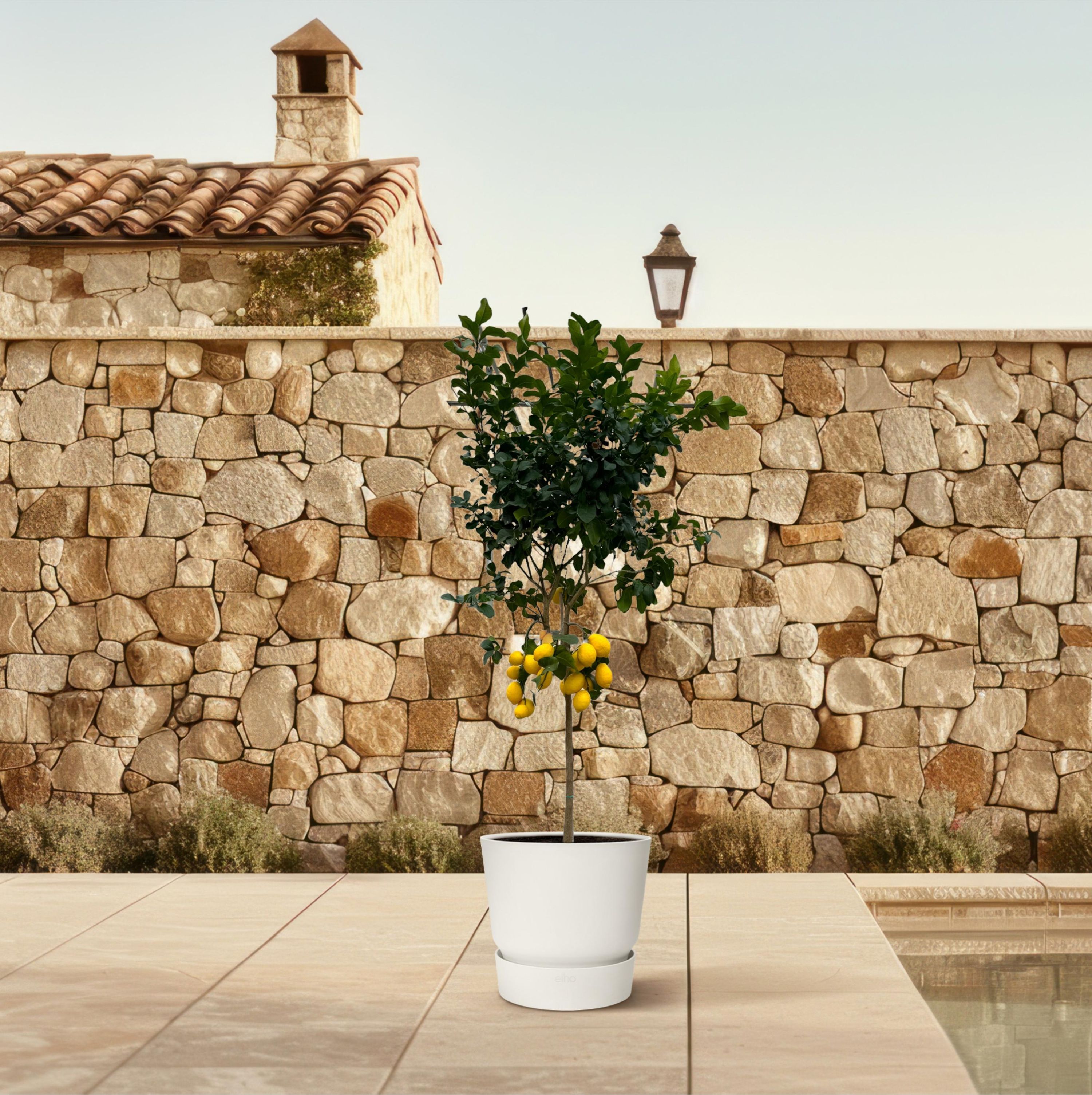 Citrus Calamondin Baum