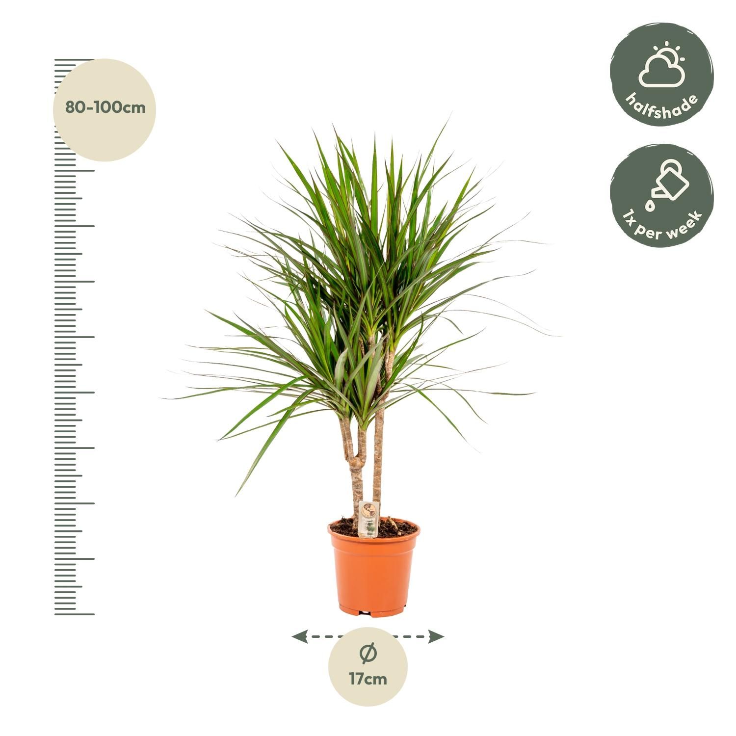 Dracaena Marginata Zimmerpflanze