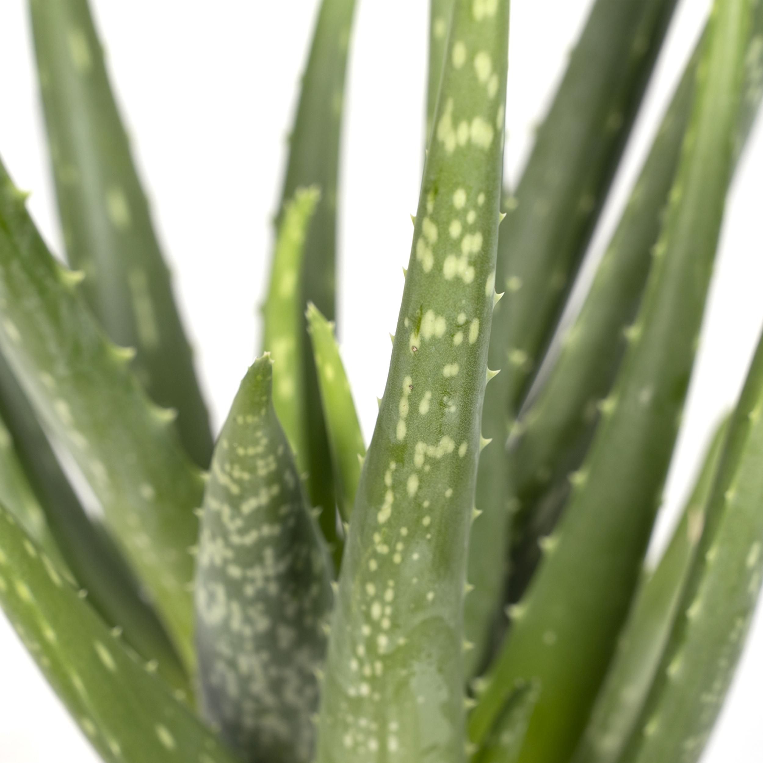 Aloe Vera Sukkulente Pflanze