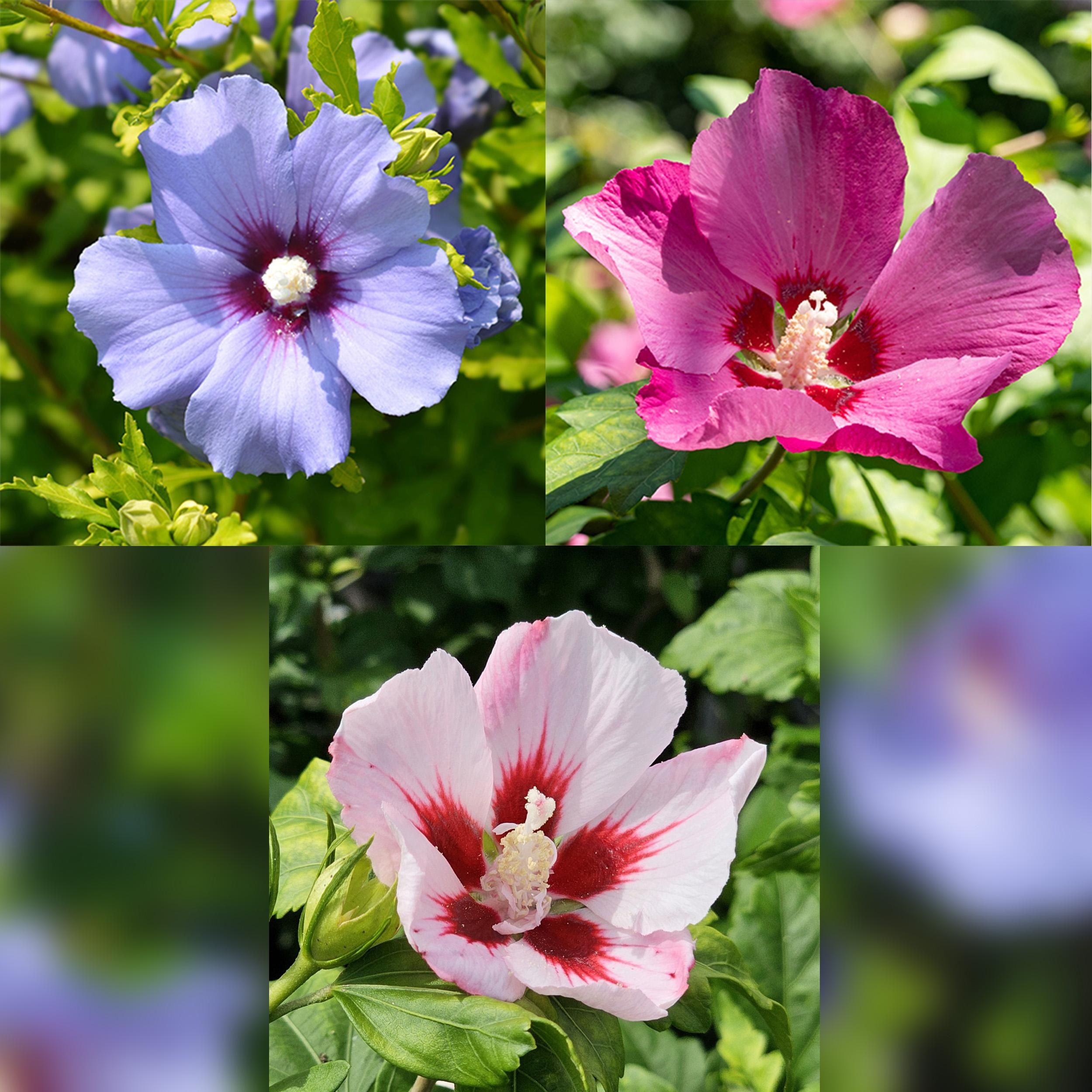 Hibiscus syriacus Tricolour – Stamm-Pflanze | Laubabwerfend | Pflegeleicht