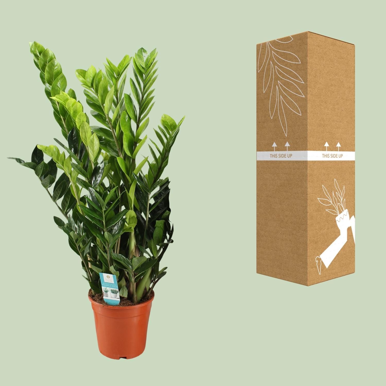Elegante Zamioculcas Pflanze