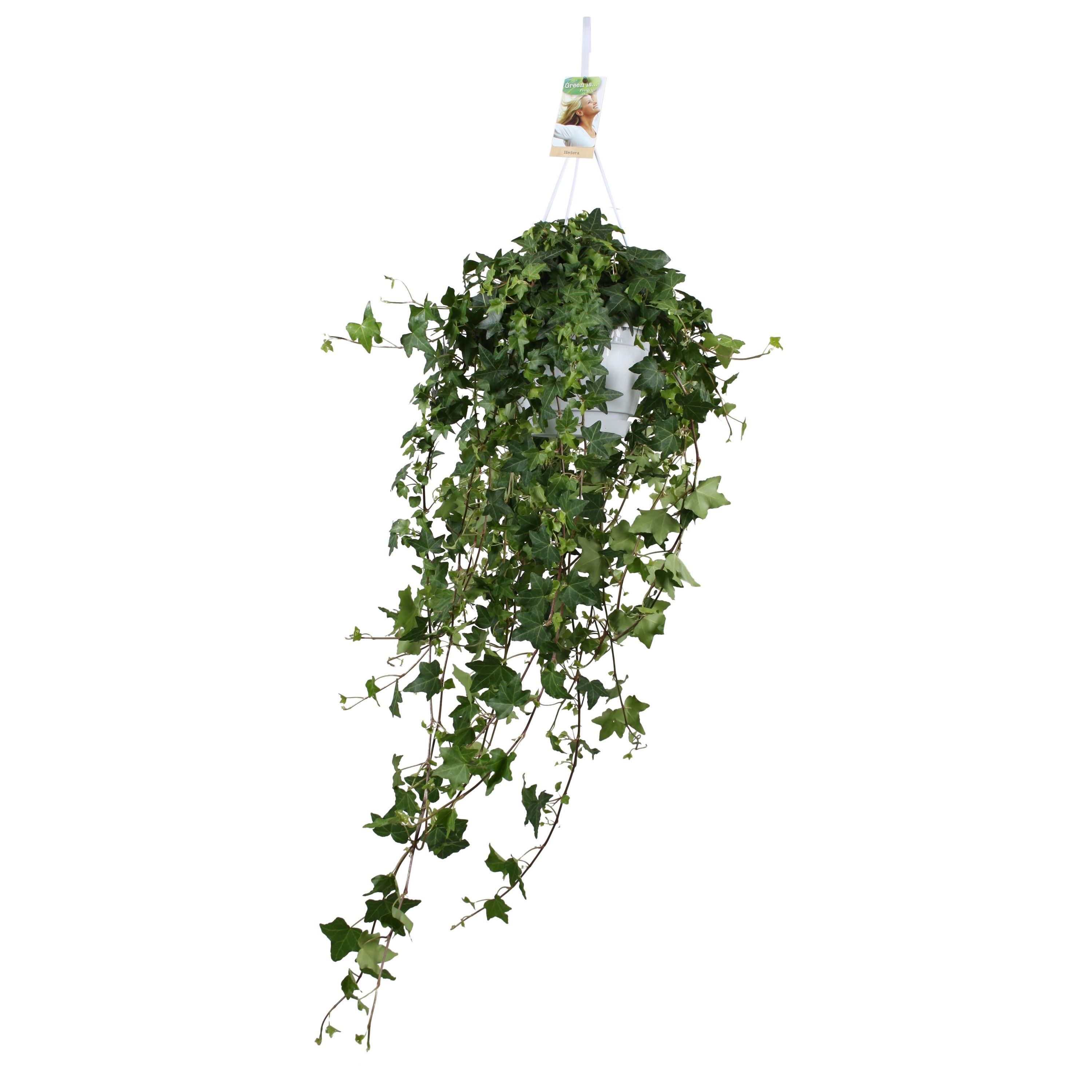 Efeu Hedera Helix - Hängepflanze mit üppigem Grün