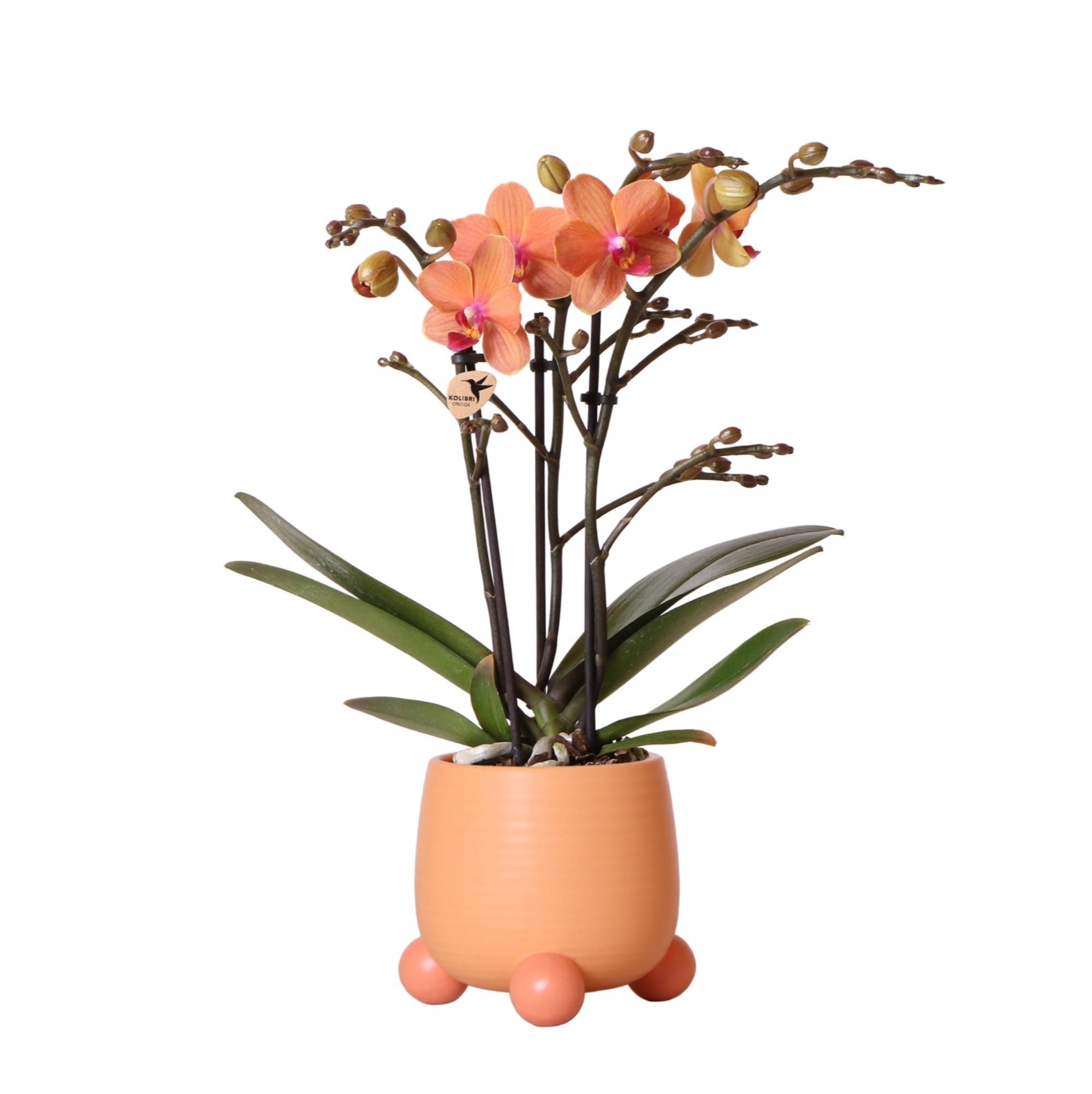 Orange Phalaenopsis Orchidee im eleganten Rolling Peach Topf