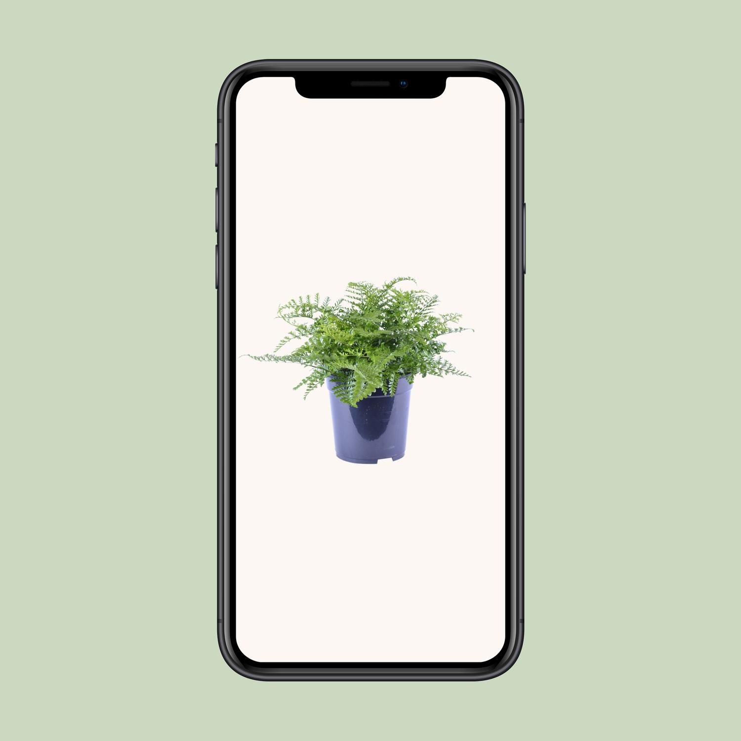 Asplenium Parvati Zimmerfarn